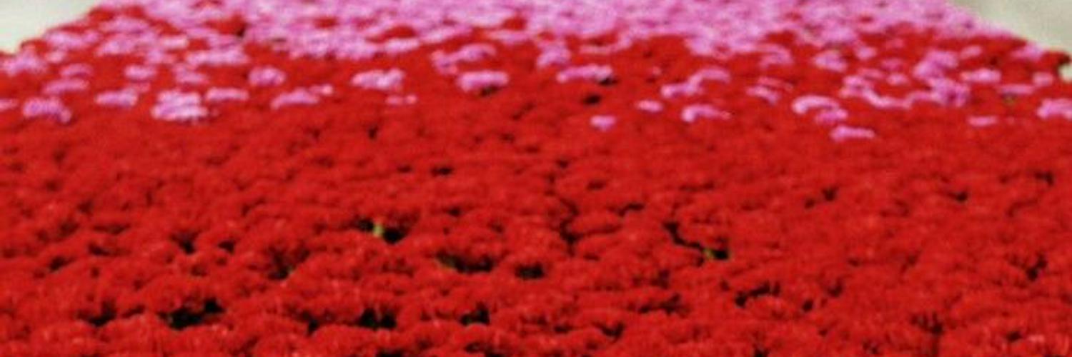 baby doll OnlyFans header