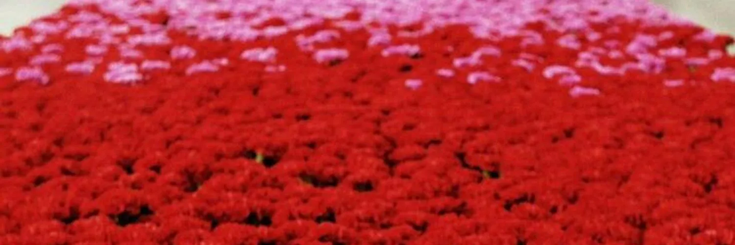 baby doll OnlyFans header