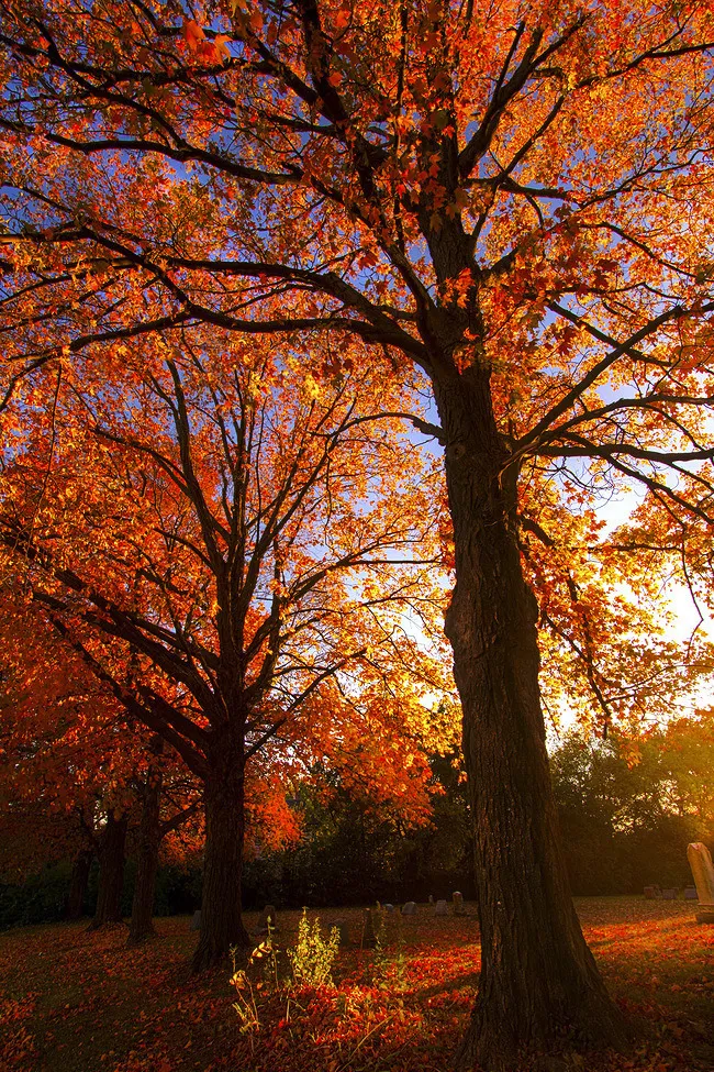 sp00pygirl OnlyFans header