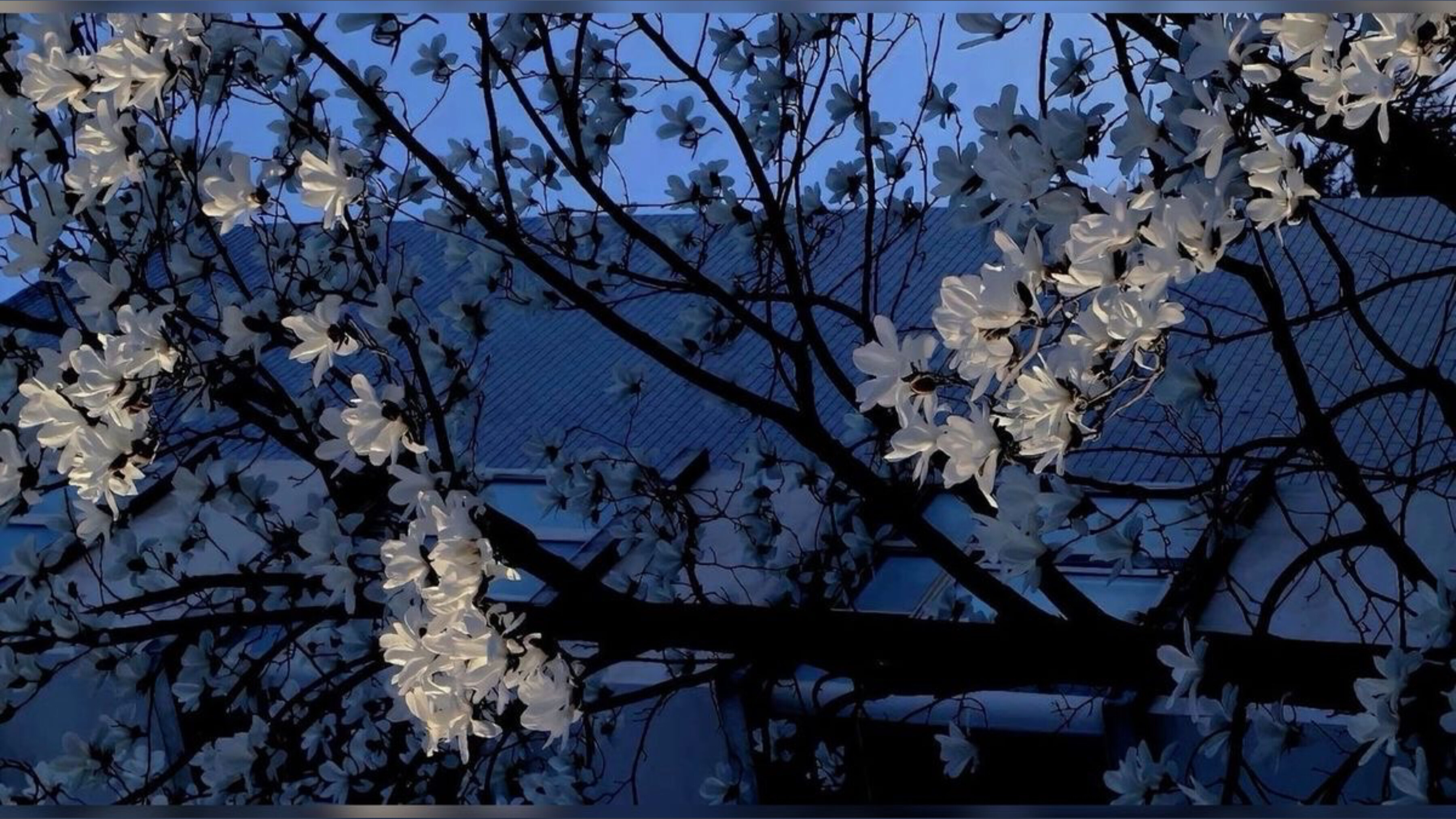 Ophelia Blake OnlyFans header