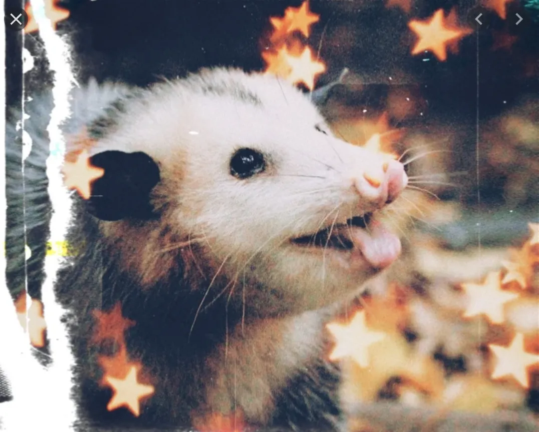 opossum