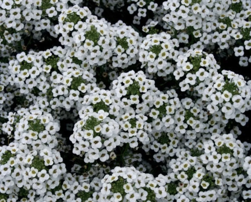 eliza / bambi OnlyFans header