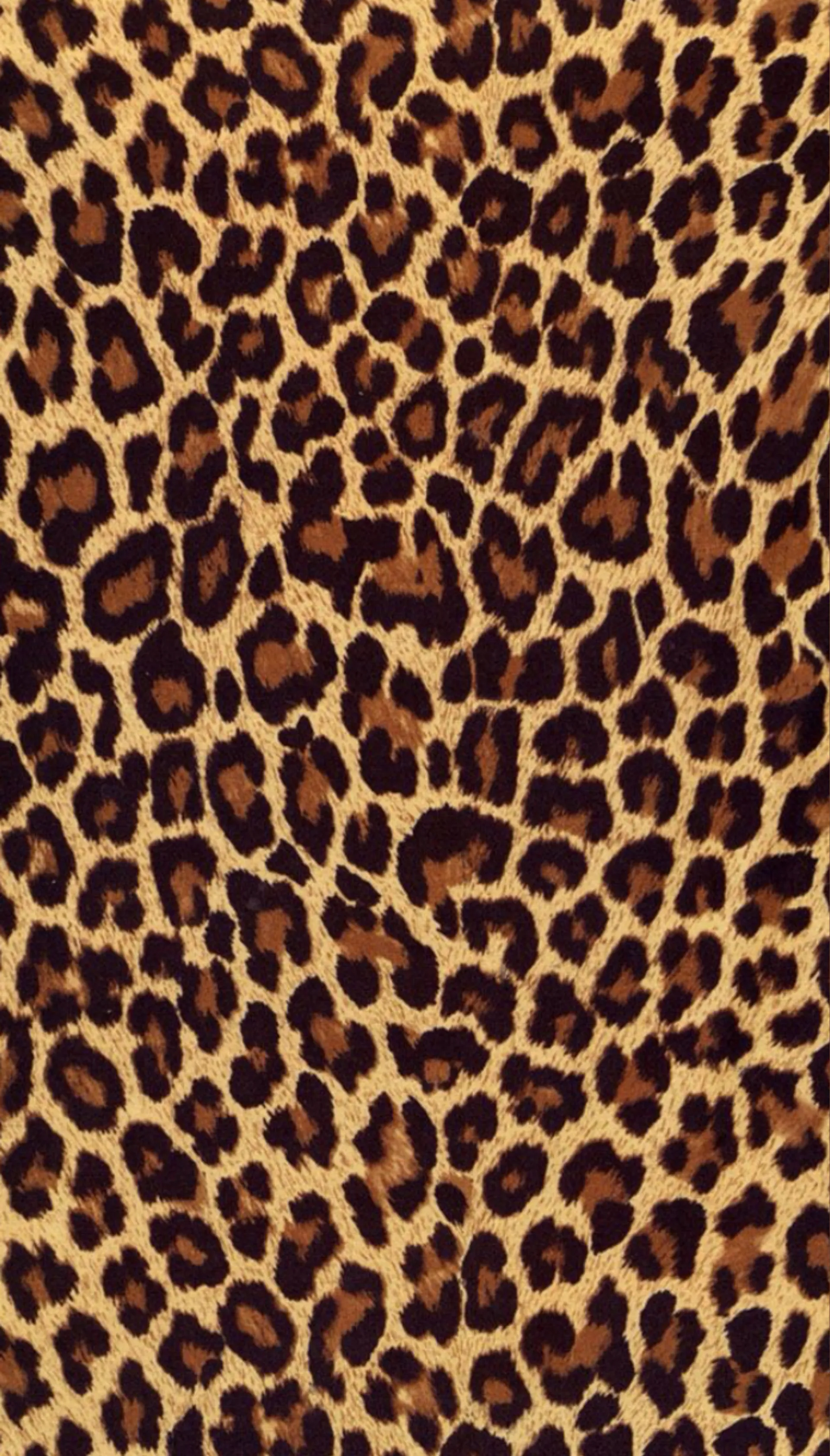 Orange baby OnlyFans header