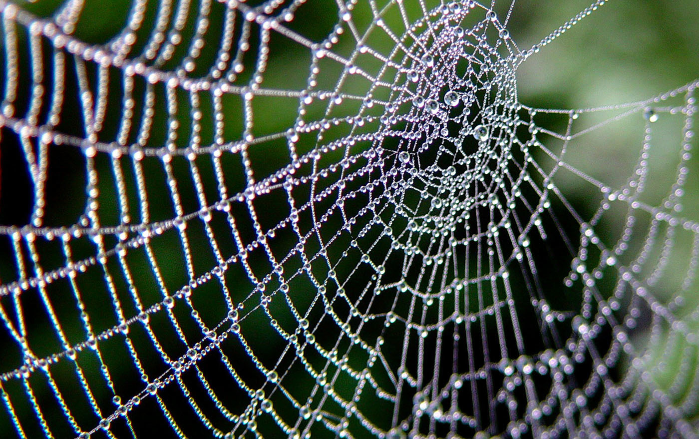 OrbWeaver OnlyFans header