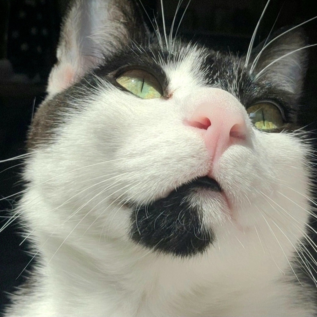 Oreo Cookie OnlyFans