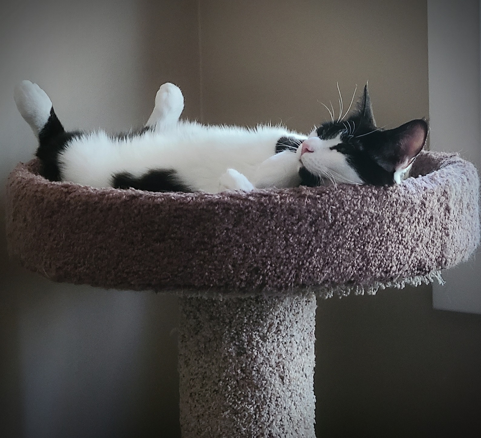 Oreo Cookie OnlyFans header