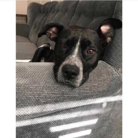 OreoTheBaddestPup OnlyFans