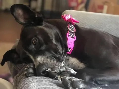 OreoTheBaddestPup OnlyFans header