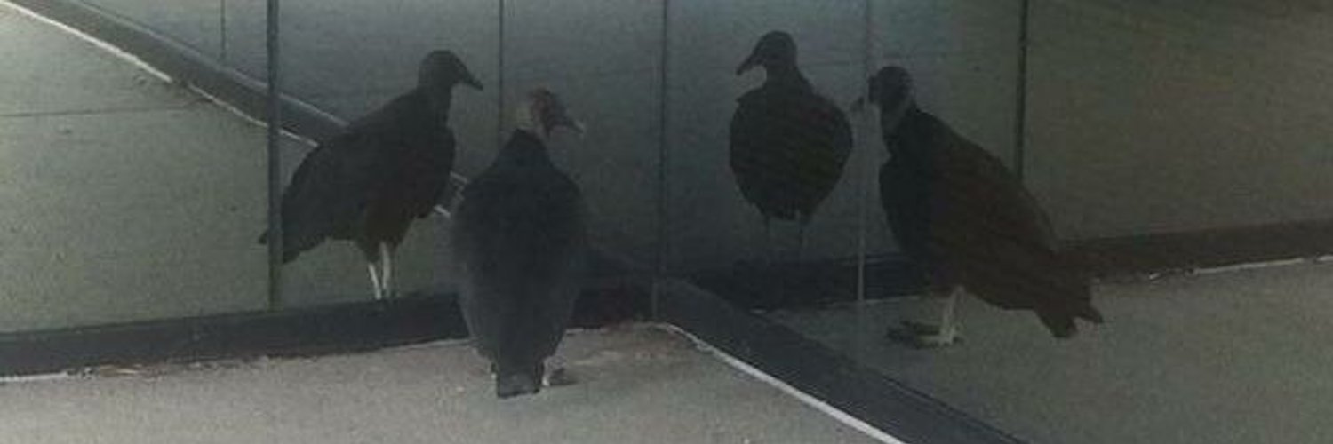 Orgamispice OnlyFans header