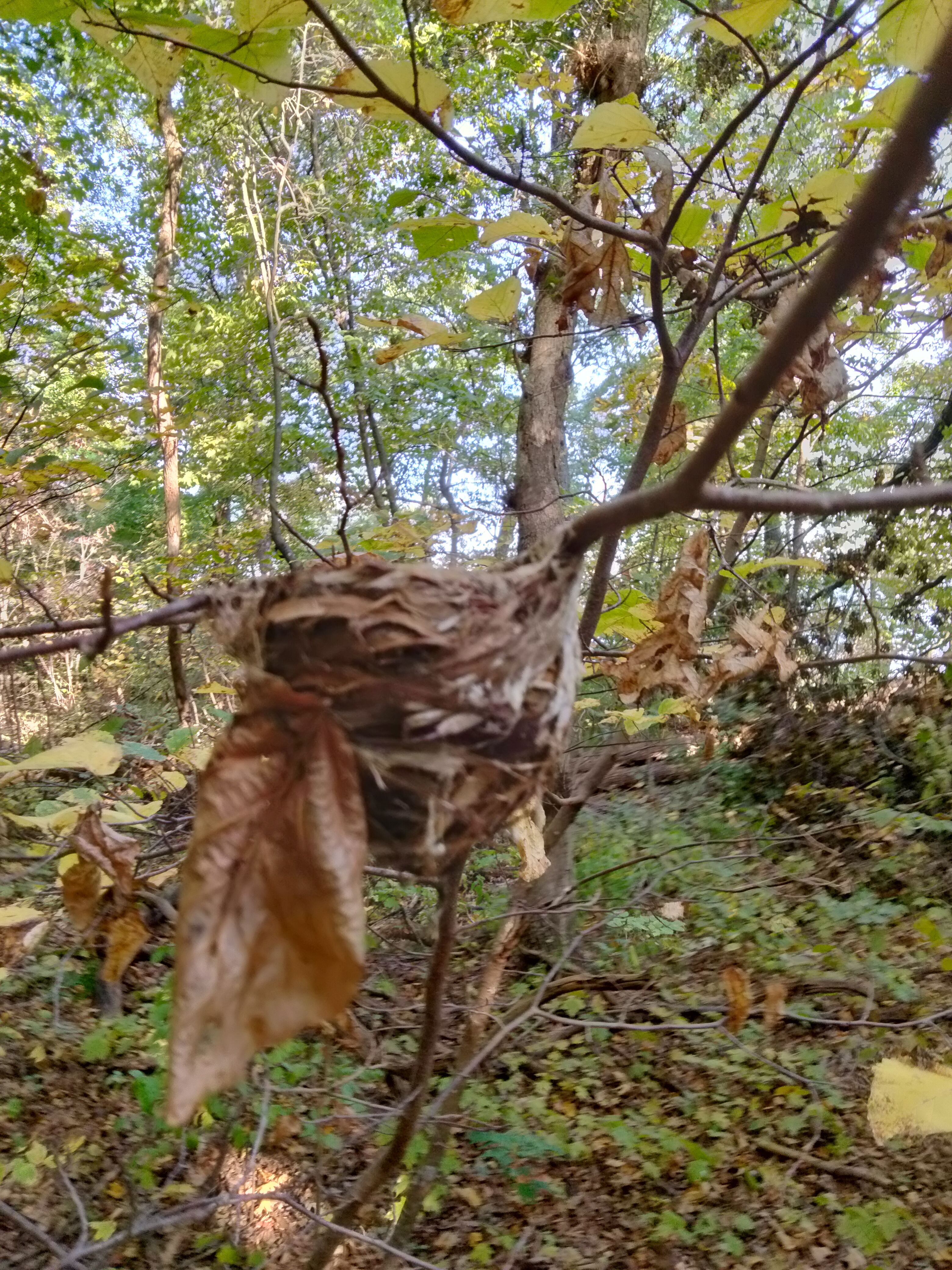 Orgasmic tofu OnlyFans header