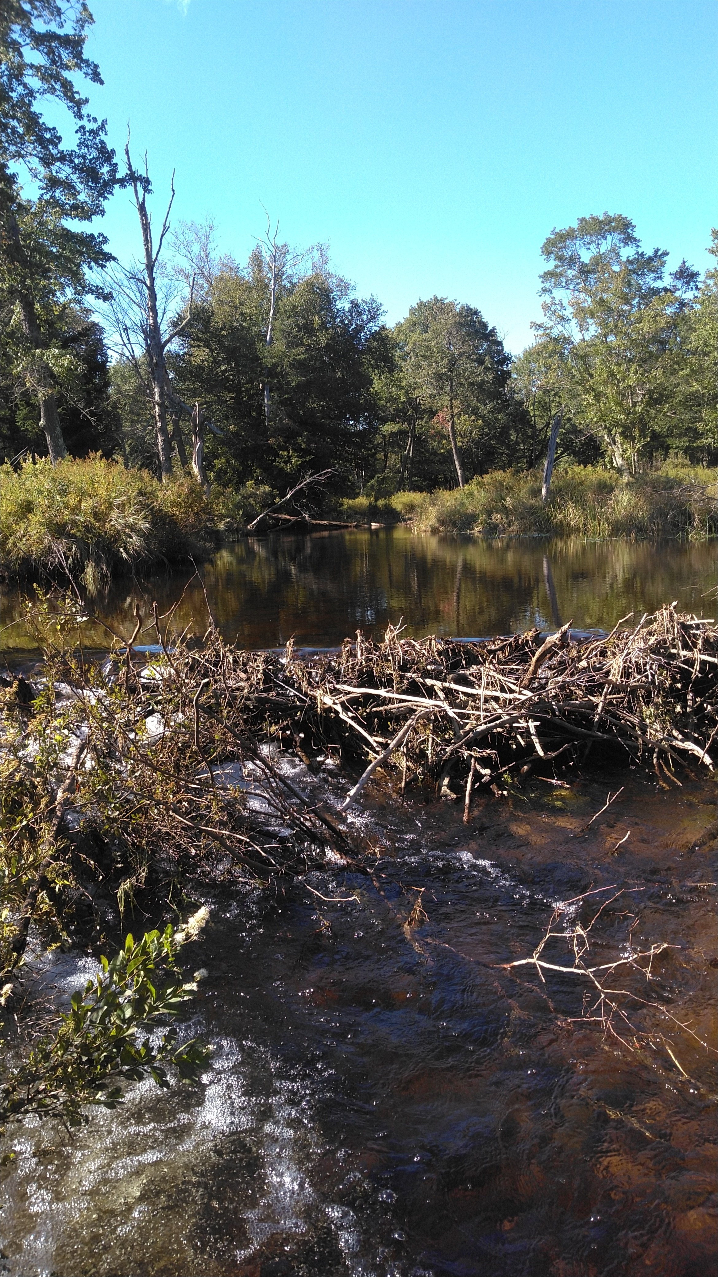 Orgasmsnoaktrees OnlyFans header