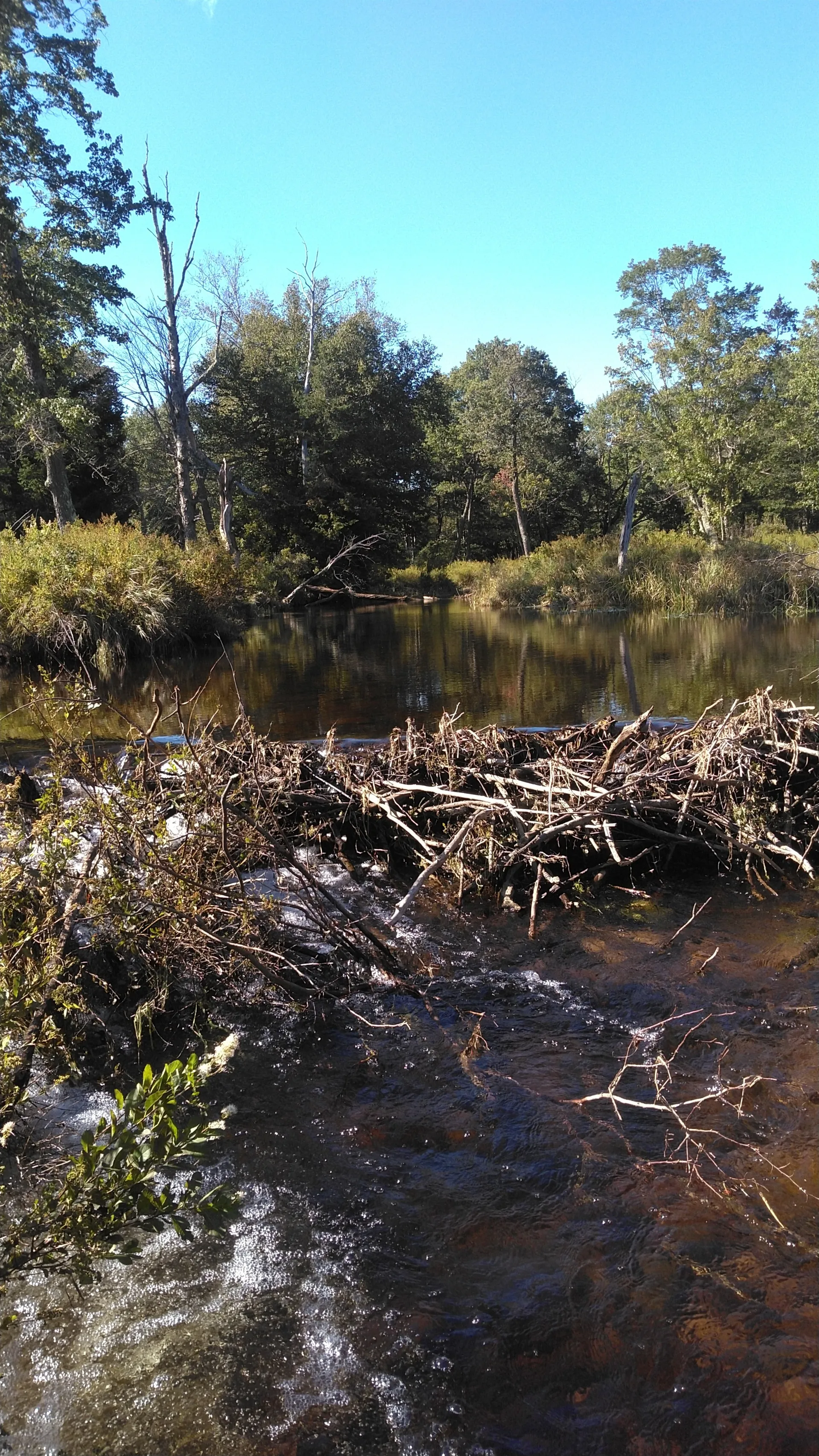 Orgasmsnoaktrees OnlyFans header