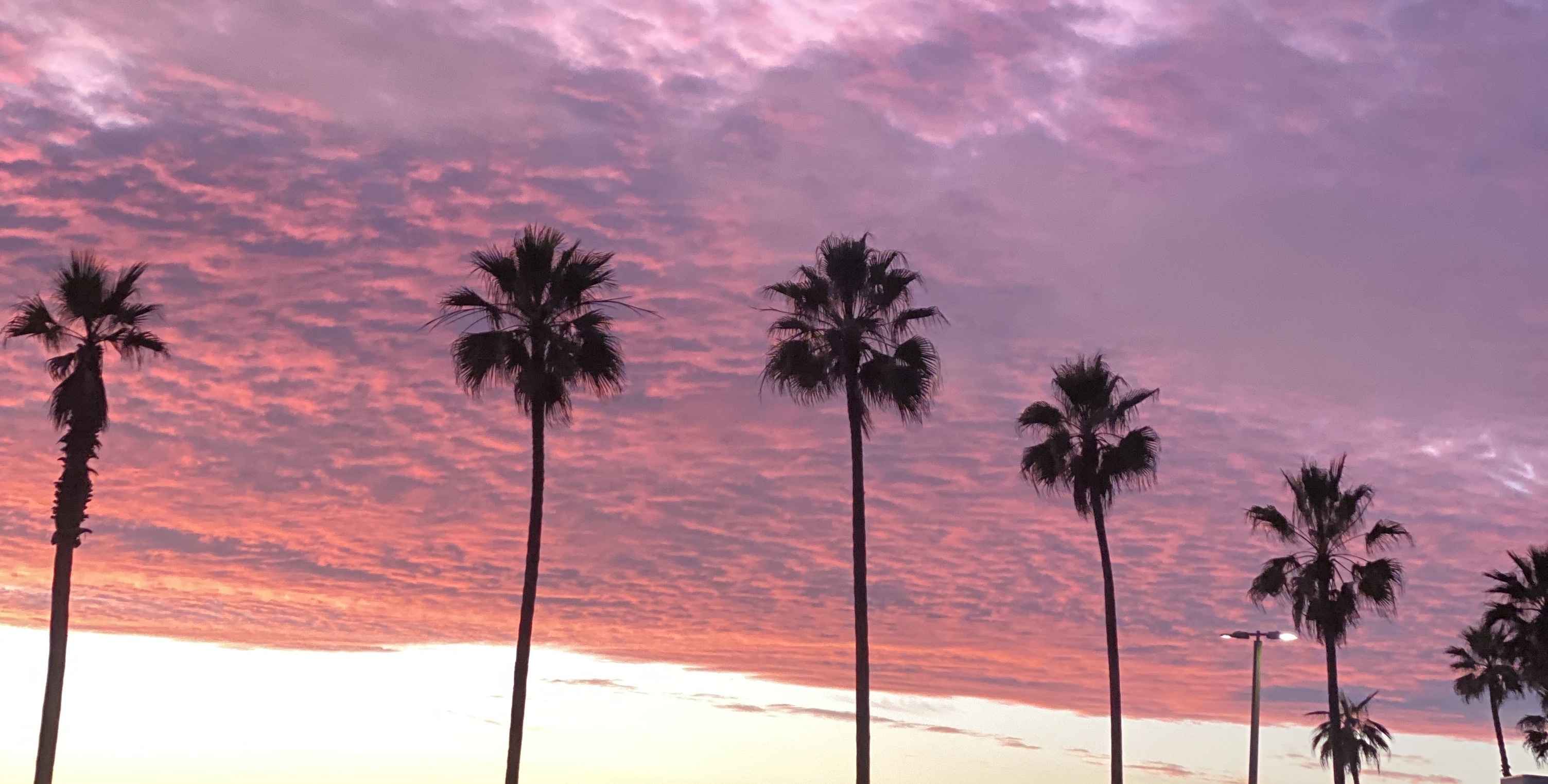 RoyTheCat OnlyFans header