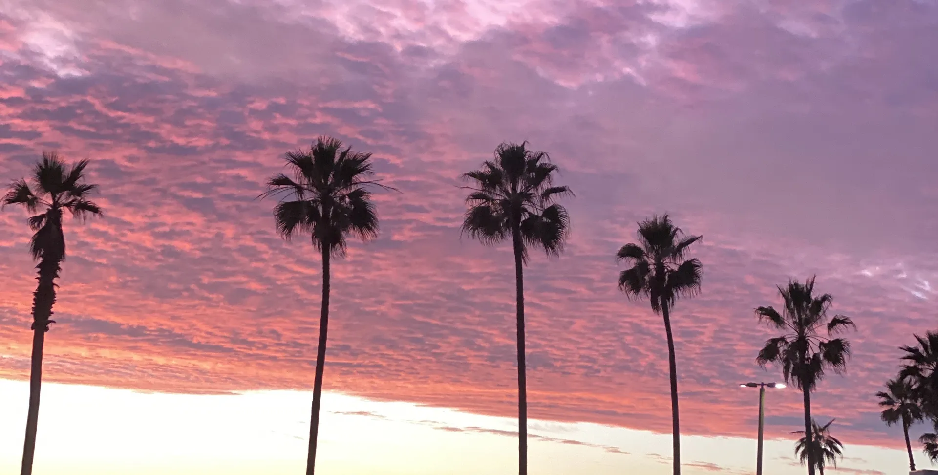 RoyTheCat OnlyFans header