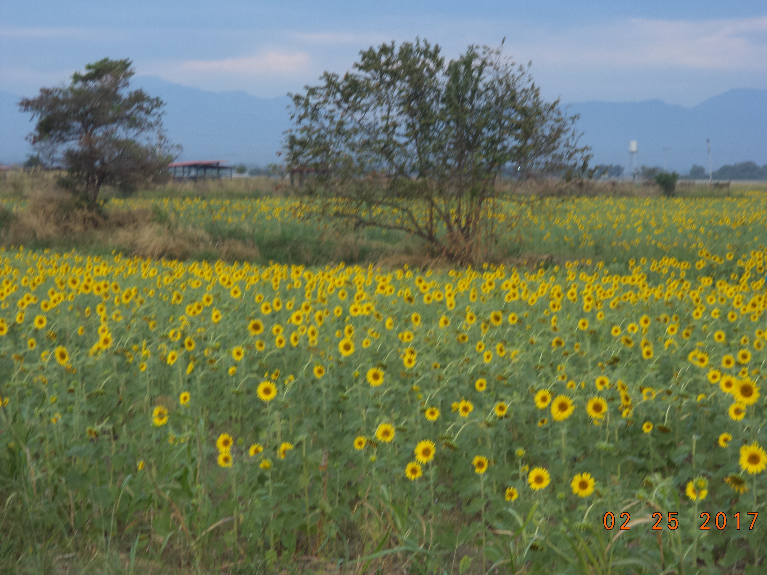 oriana OnlyFans header