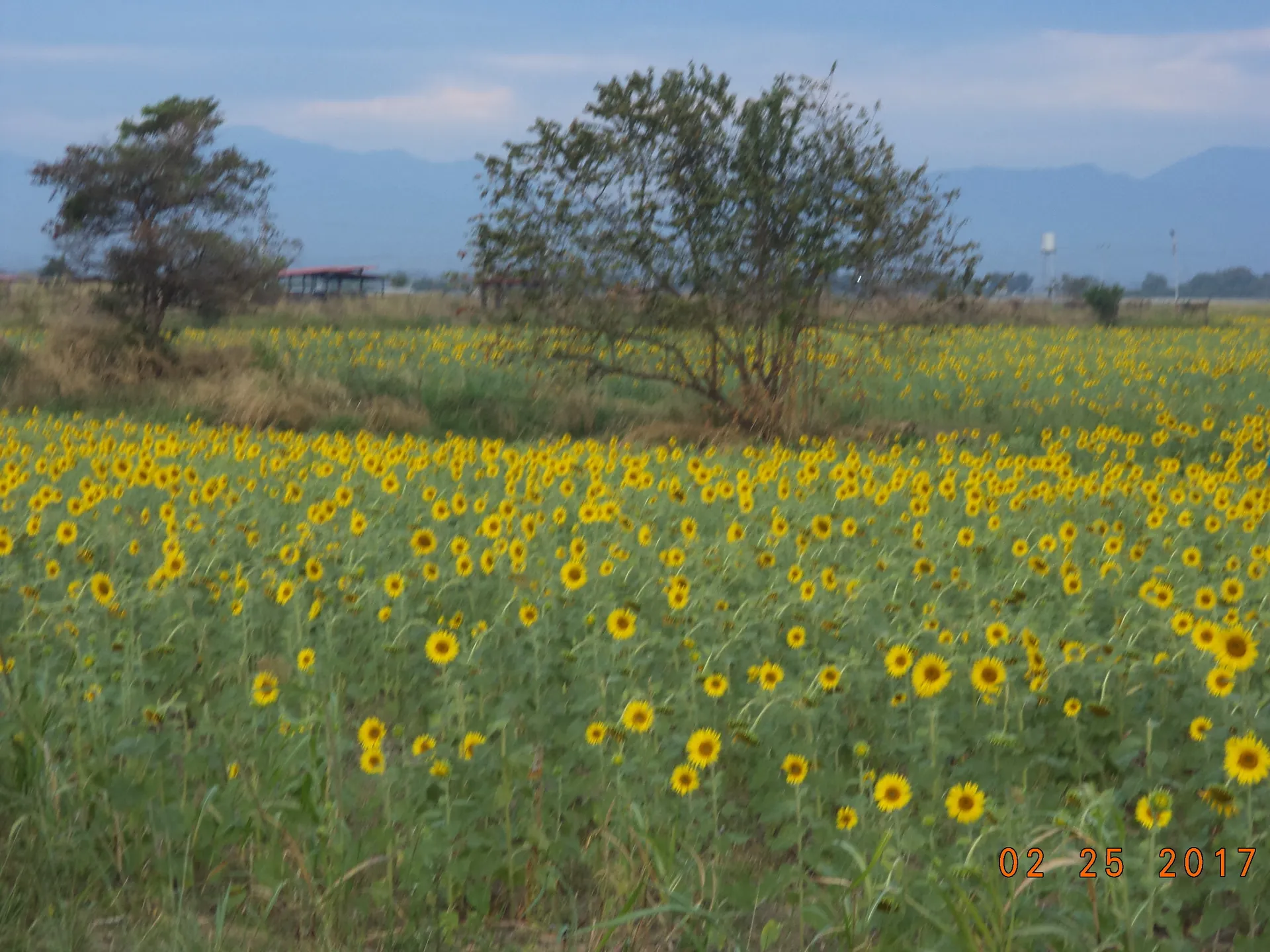 oriana OnlyFans header