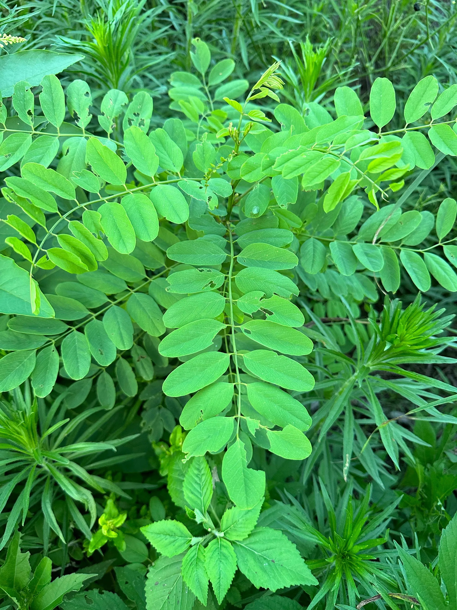 Orla OnlyFans header