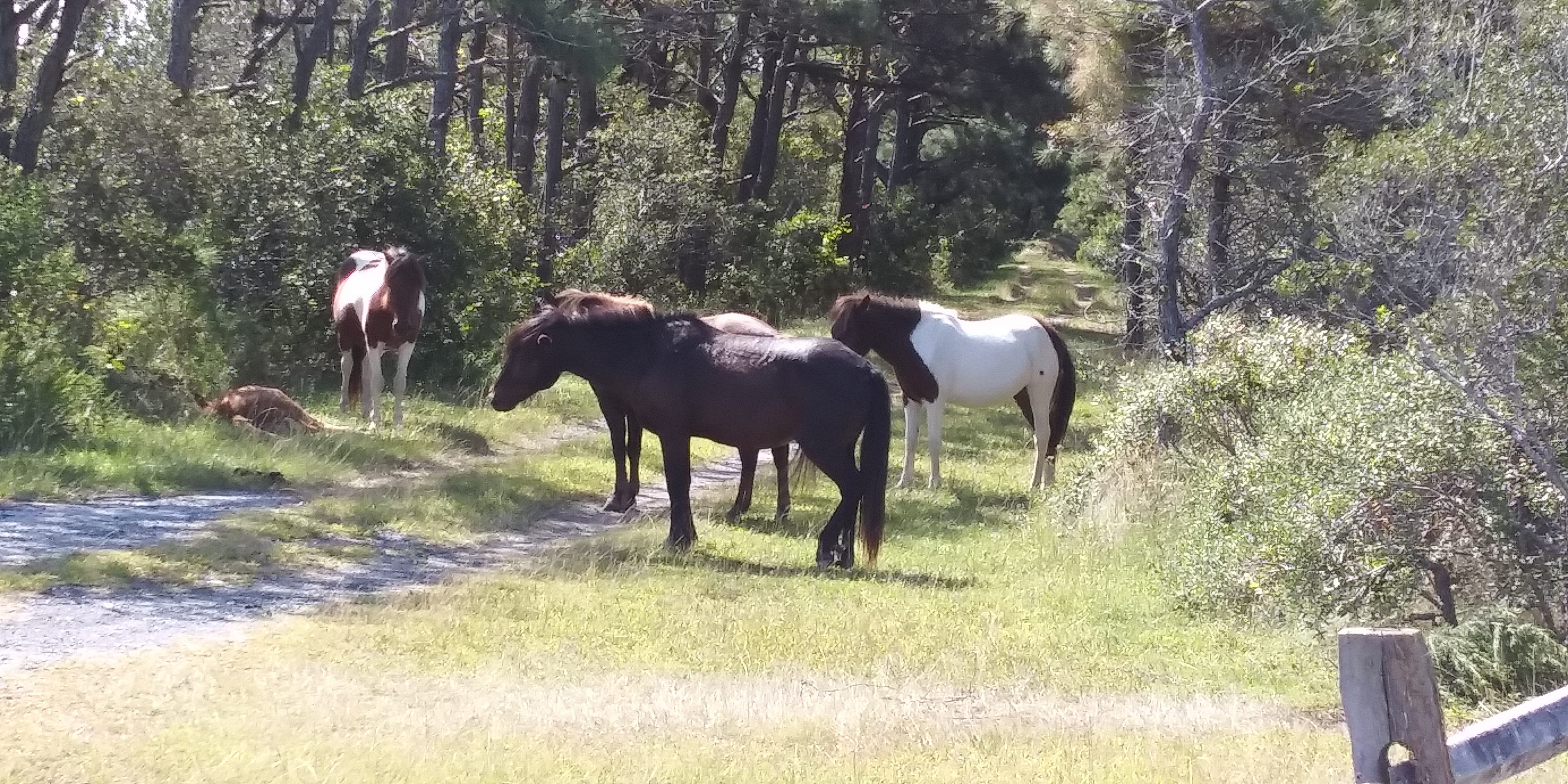 Wank Williams OnlyFans header