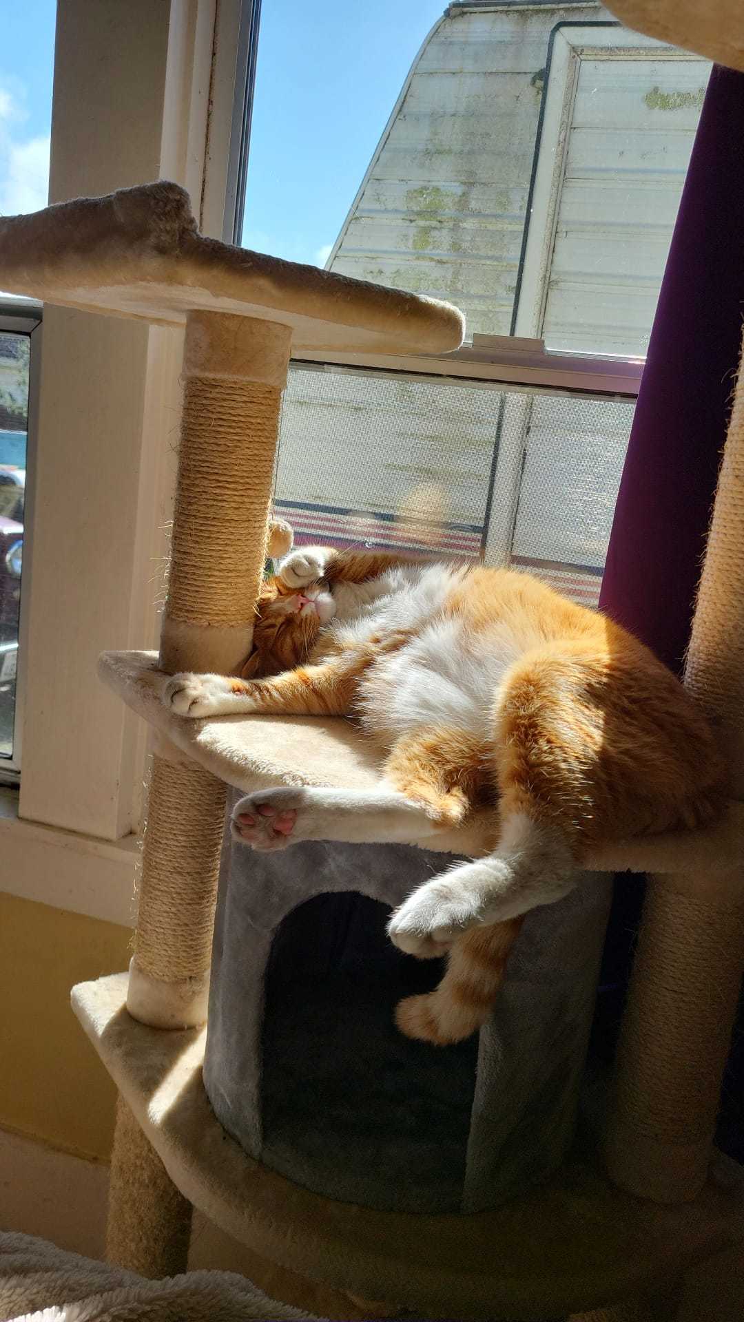 Oscar OnlyFans header