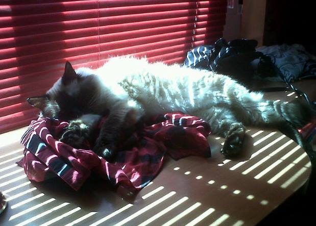 OsitaAM OnlyFans header