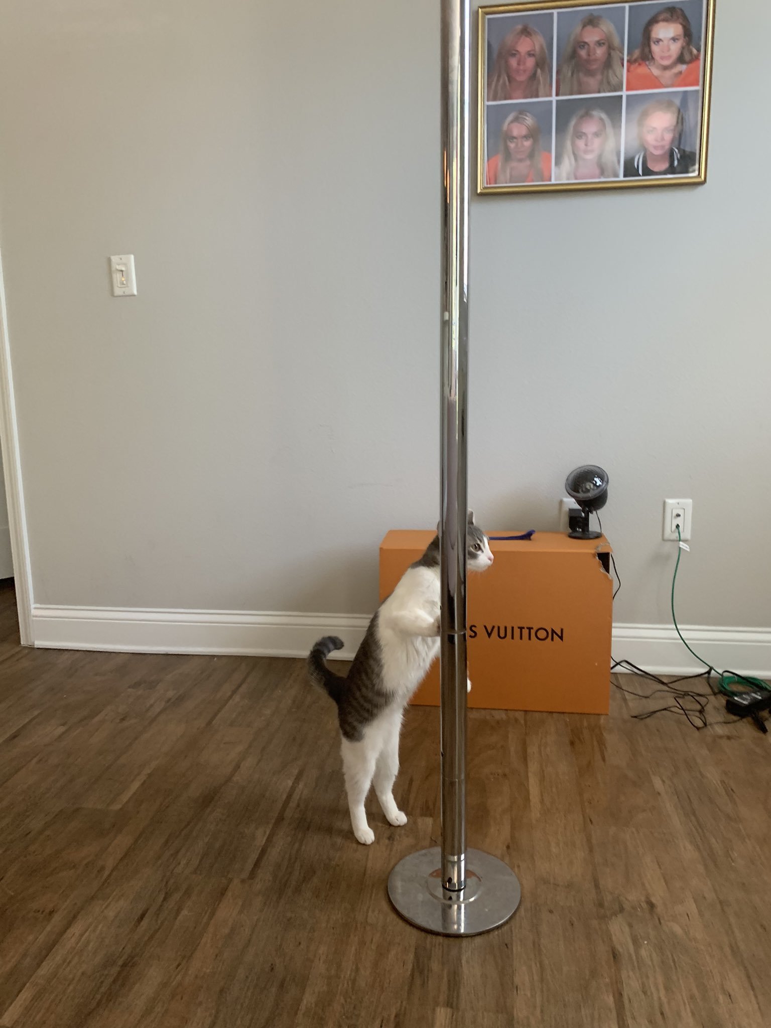 el osito OnlyFans header