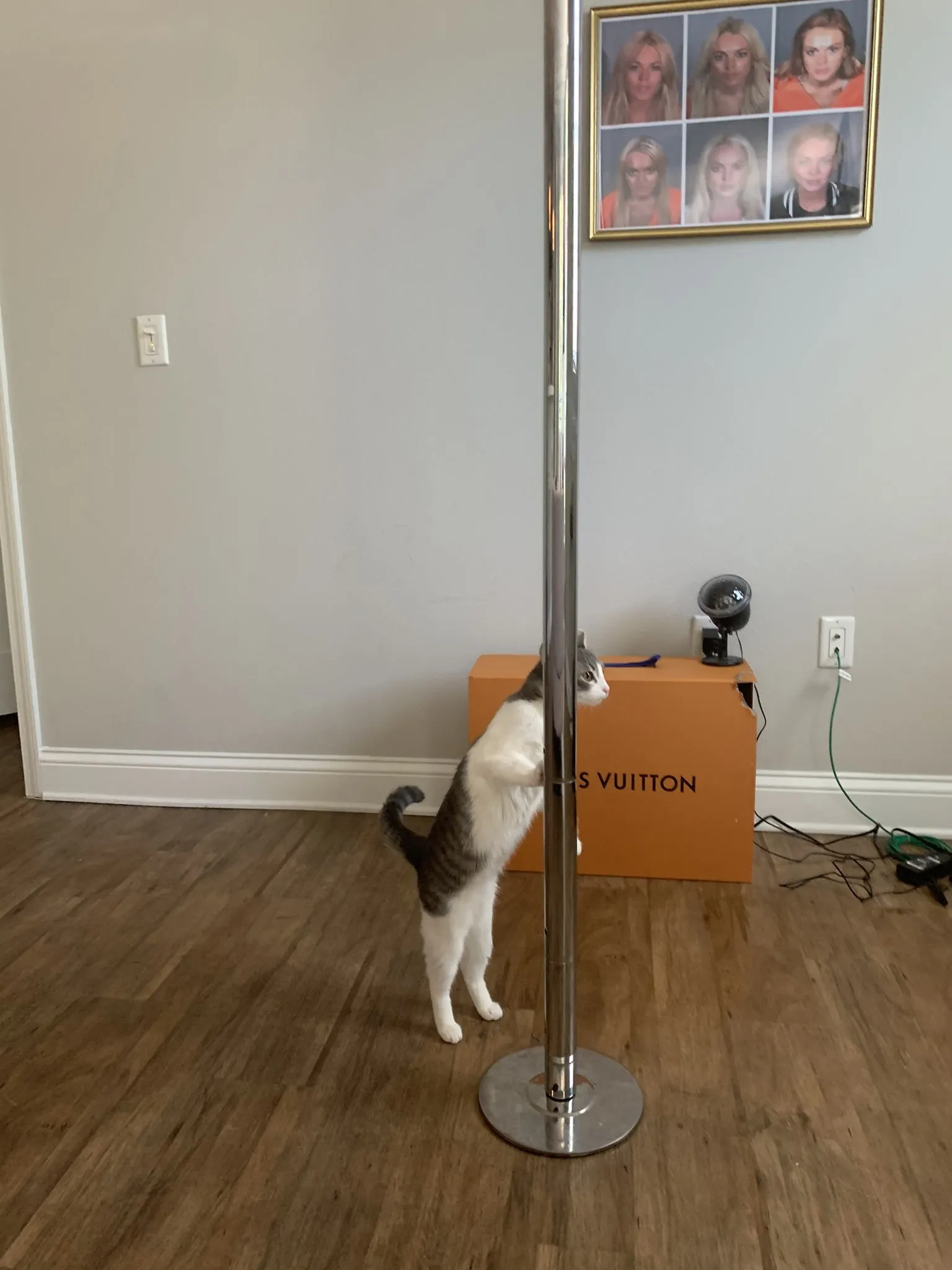 el osito OnlyFans header