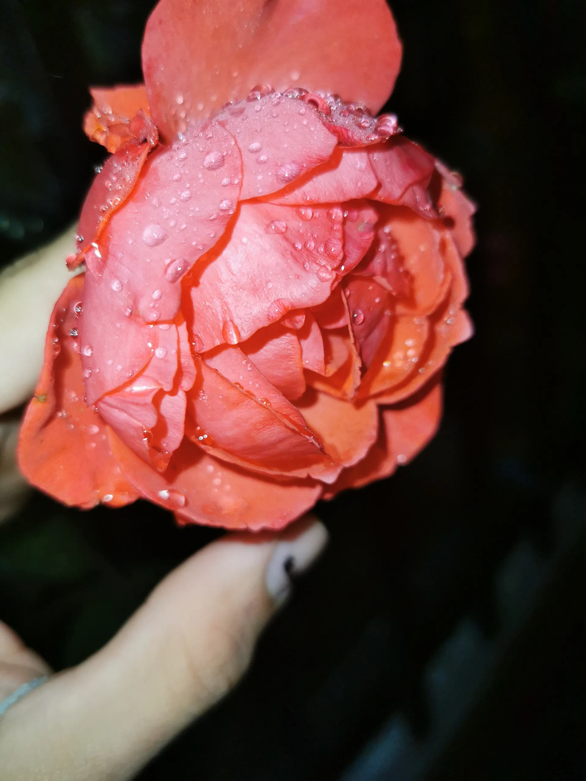 ostbot OnlyFans header