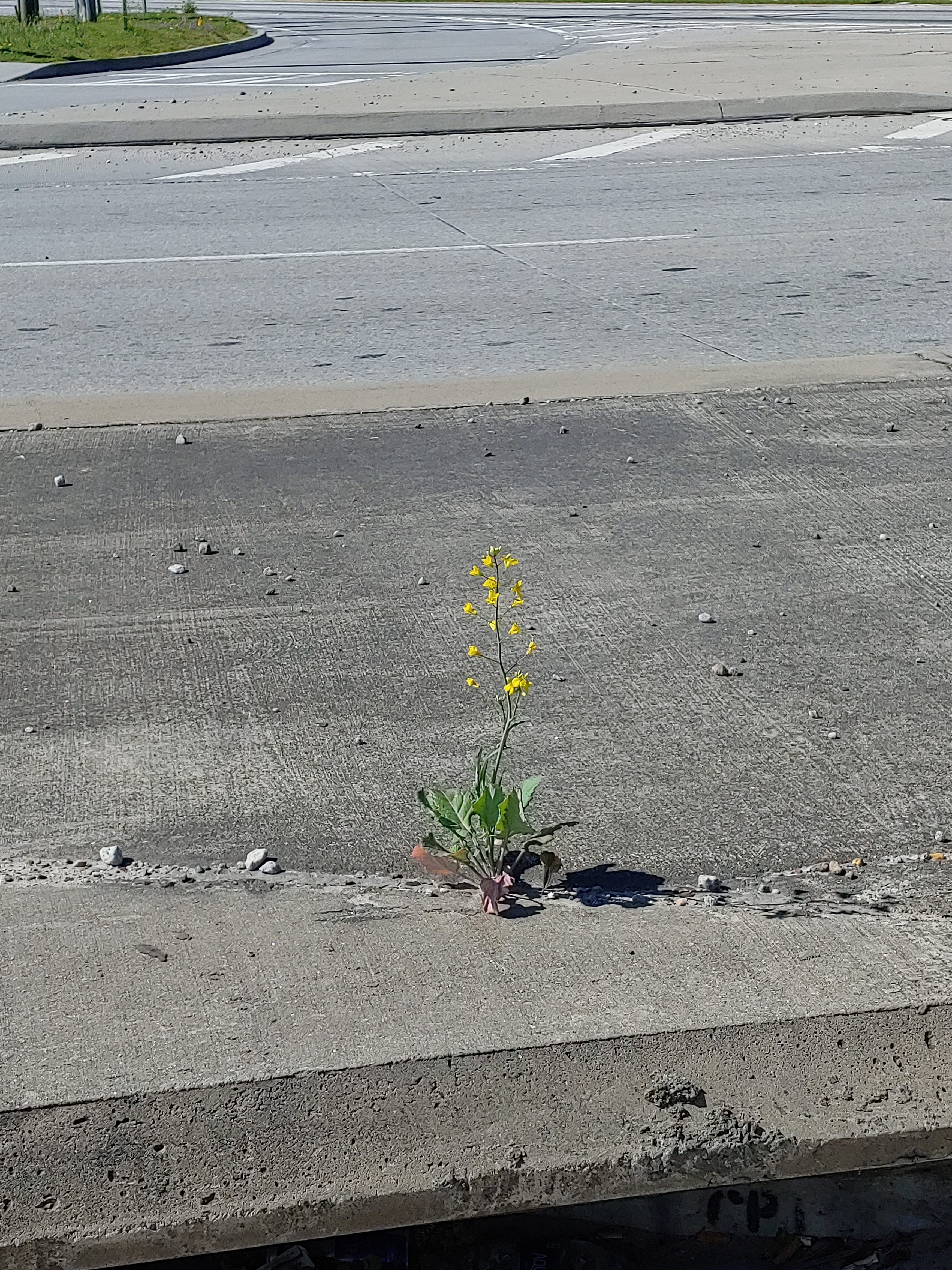 Devon OnlyFans header