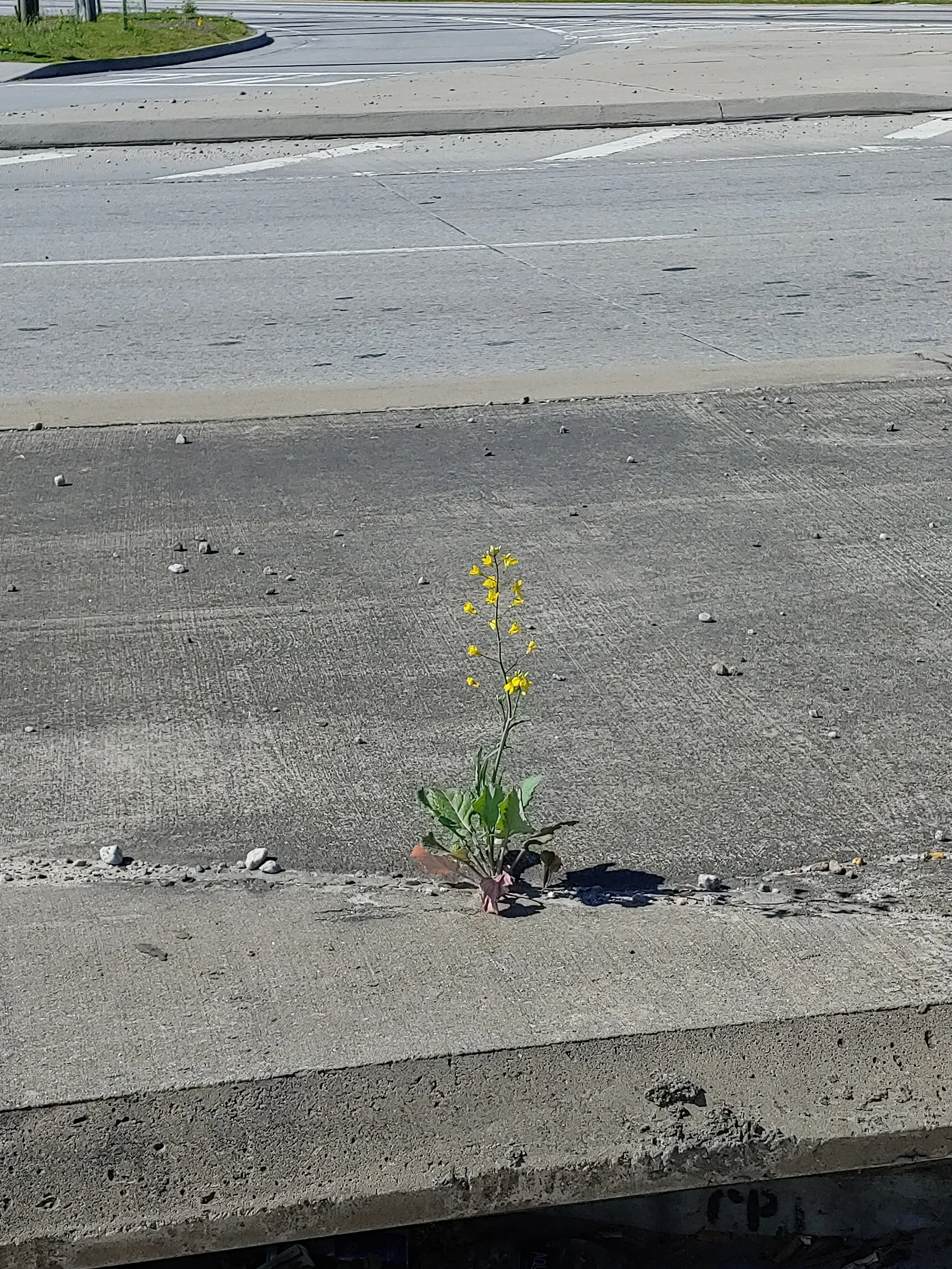 Devon OnlyFans header