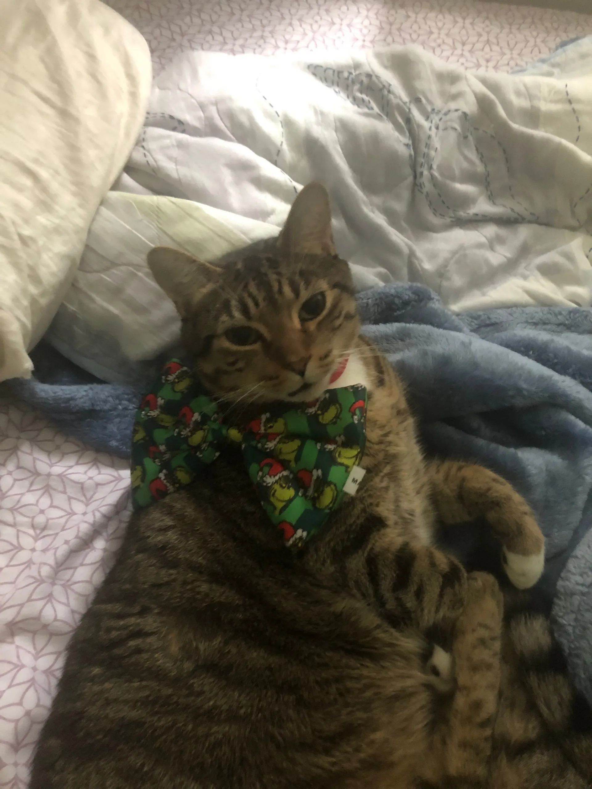 Ashton Counterman OnlyFans header