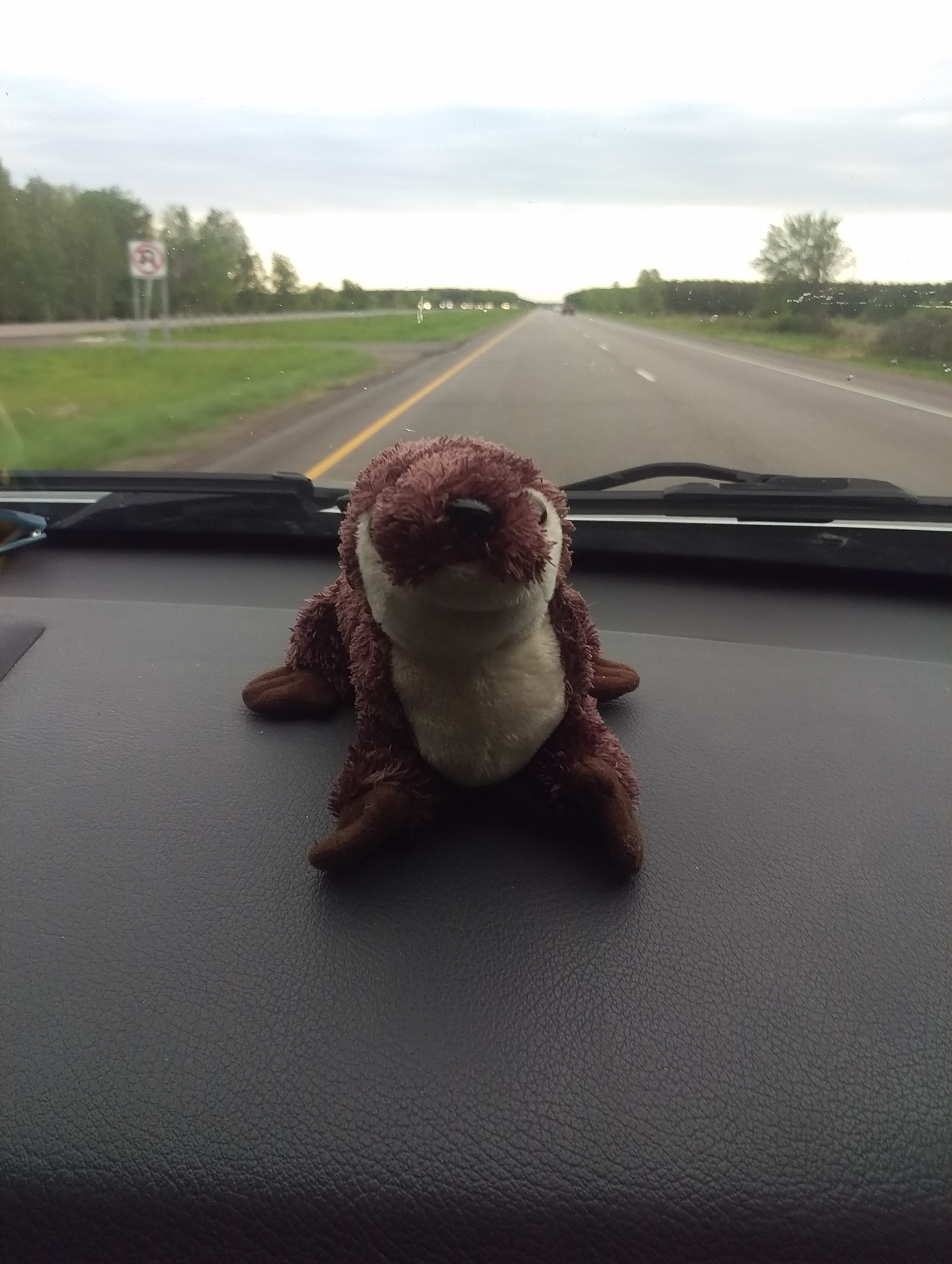 Otter On a Roadtrip OnlyFans