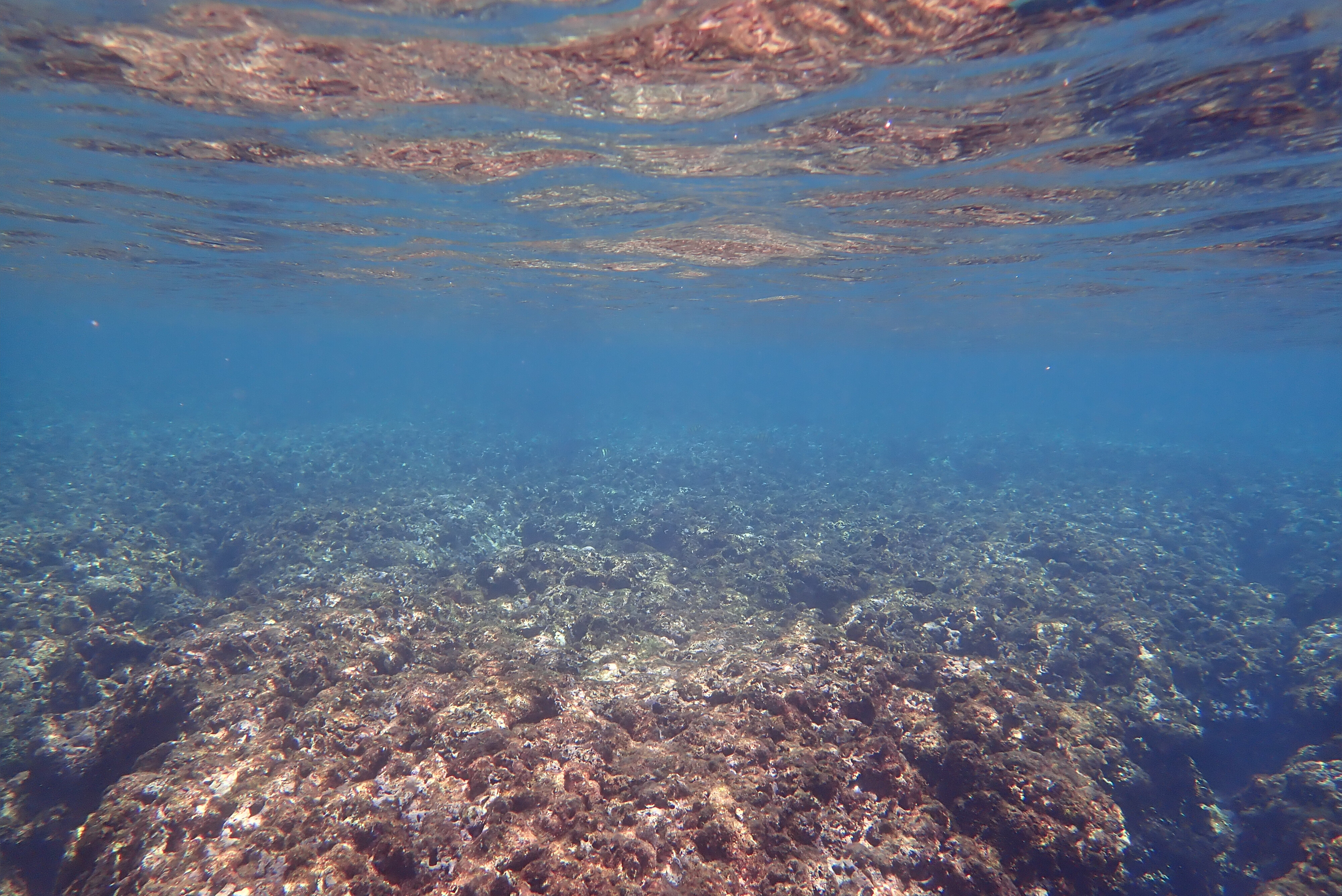 Alvin🐋 OnlyFans header