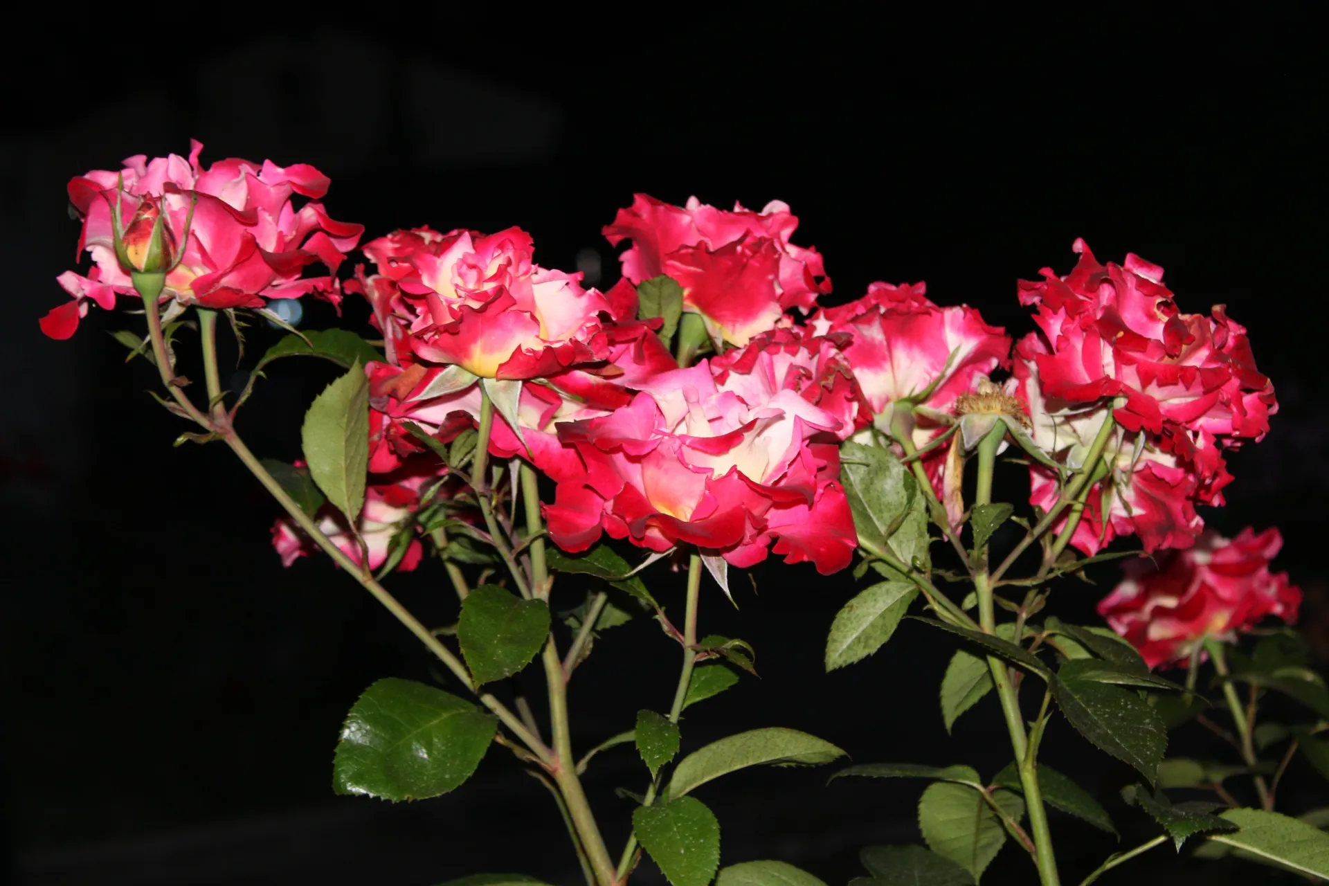 🗡Jax Mercurio🗡 OnlyFans header