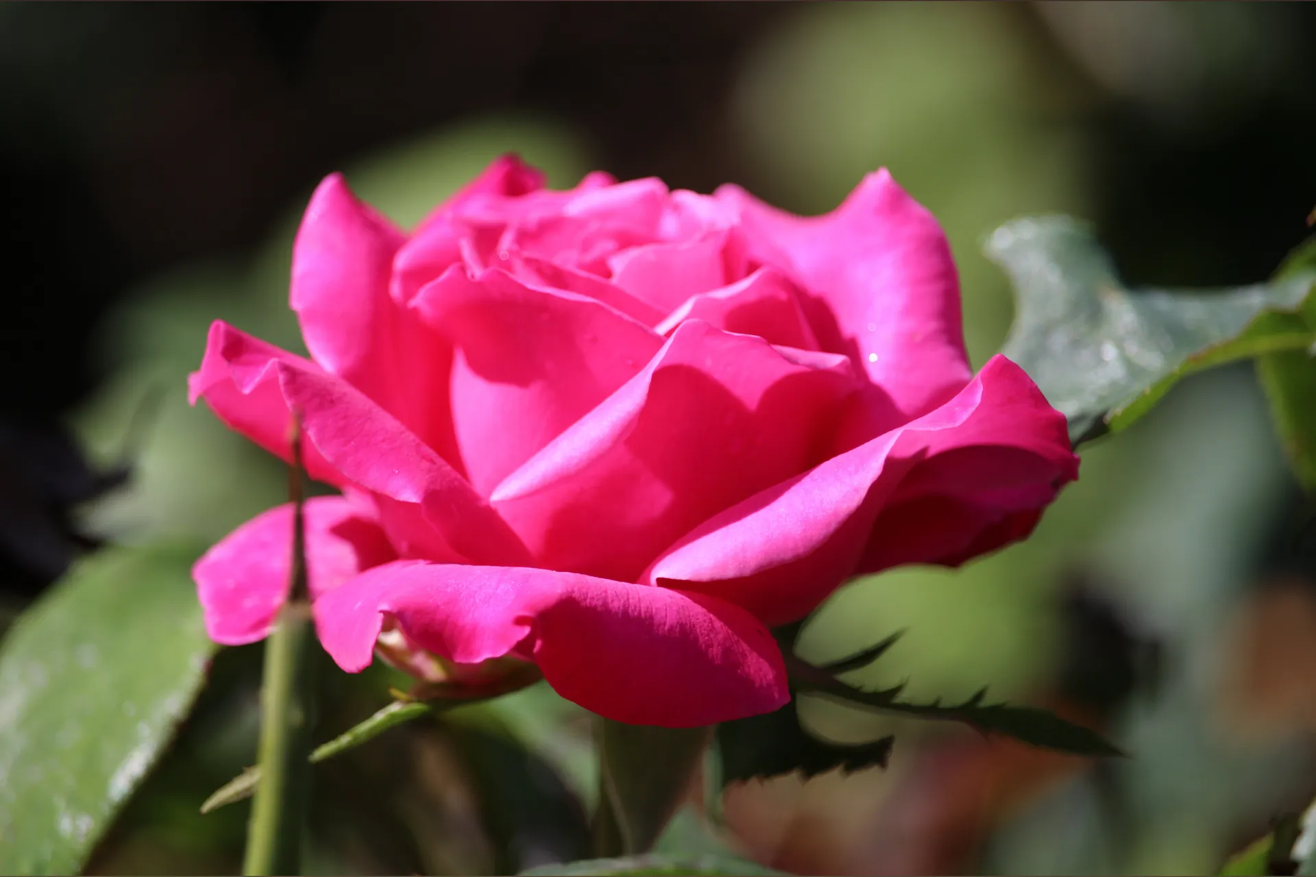 Missy T OnlyFans header