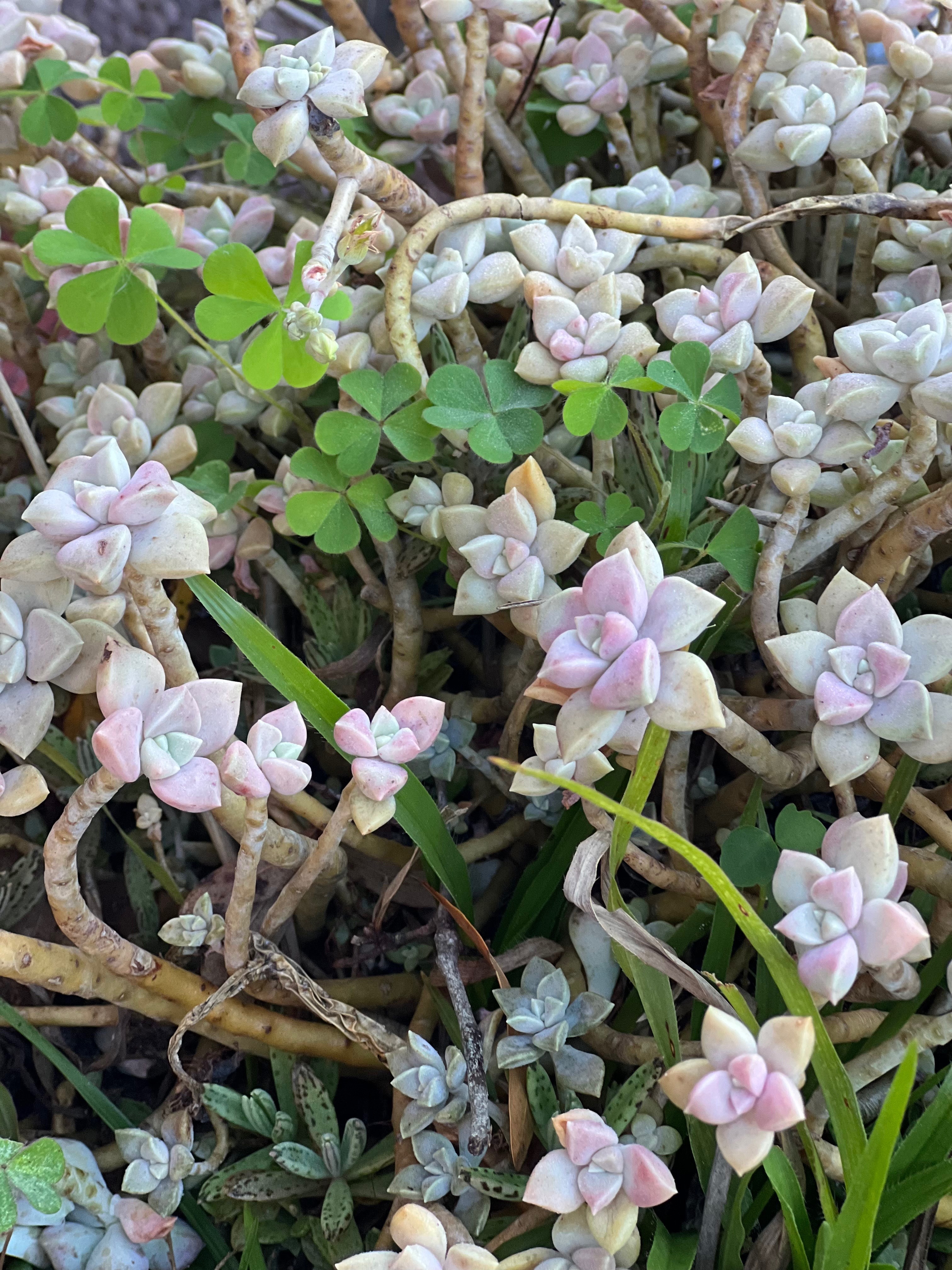 Tina Leigh OnlyFans header