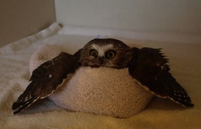 Owl1c1ous OnlyFans header