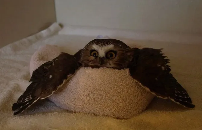 Owl1c1ous OnlyFans header