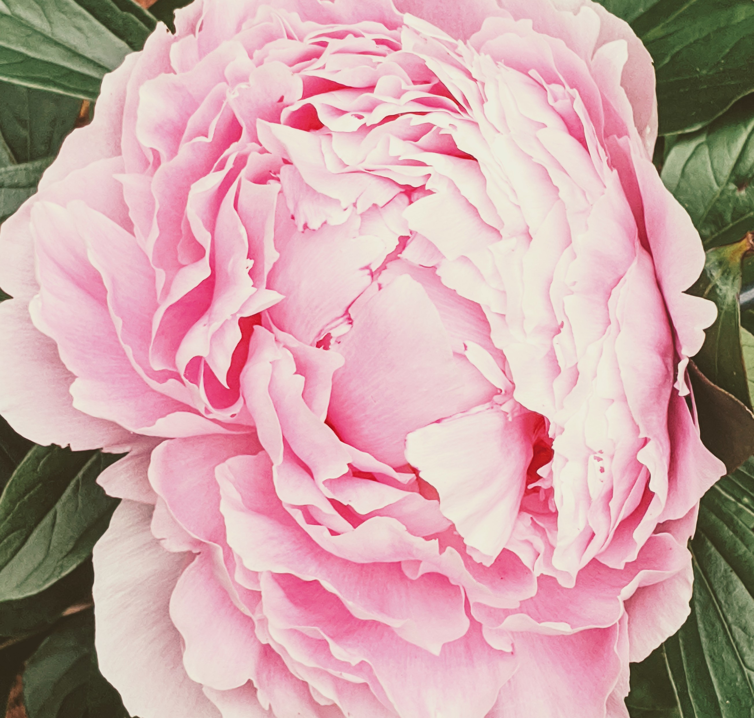 Owlseaeye OnlyFans header