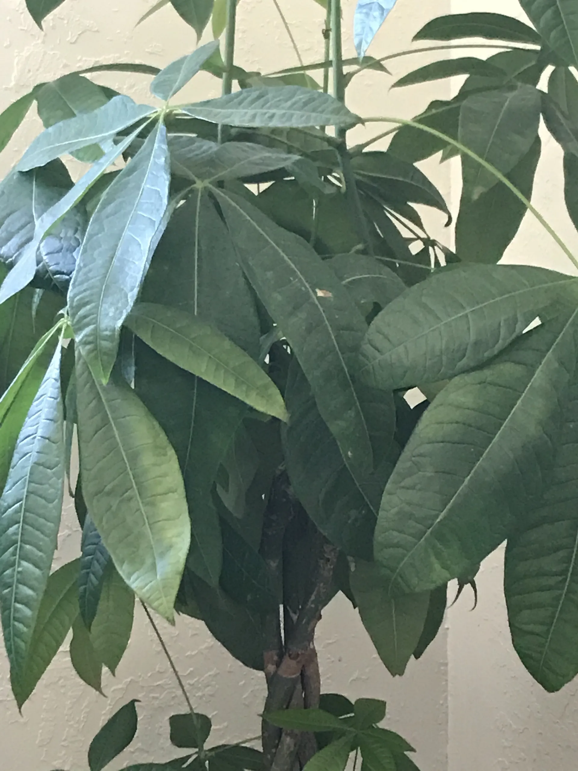 Ozone murphy OnlyFans header