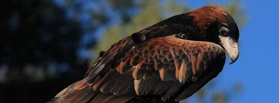 Australian Nature OnlyFans header