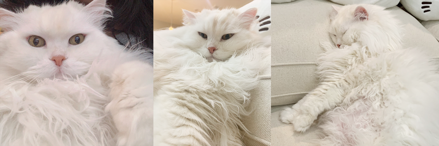 quqco OnlyFans header