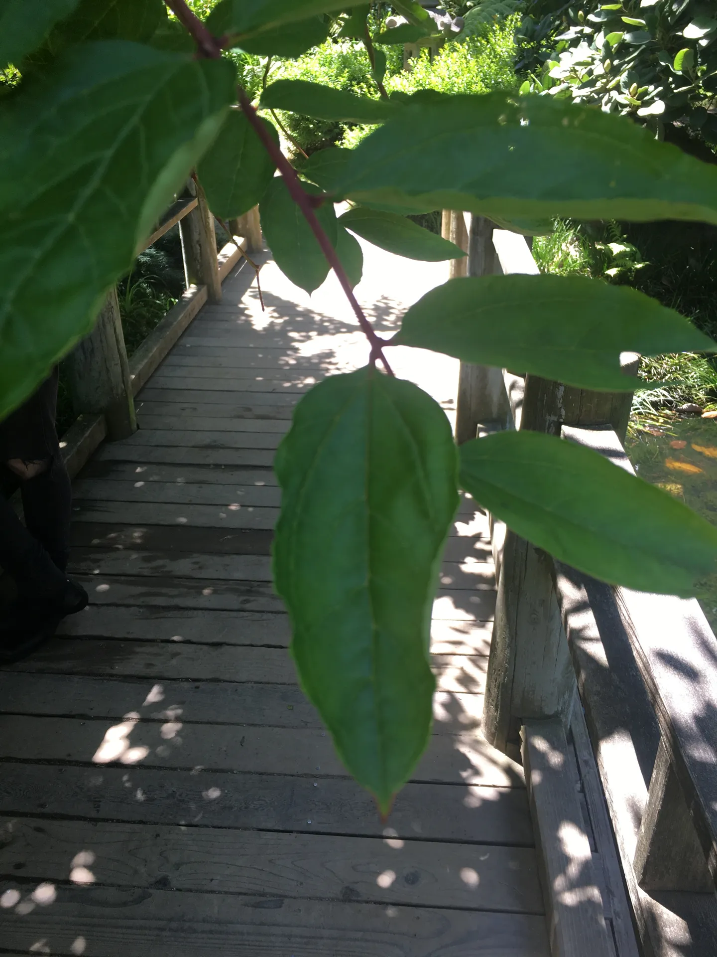 RoseBlades OnlyFans header