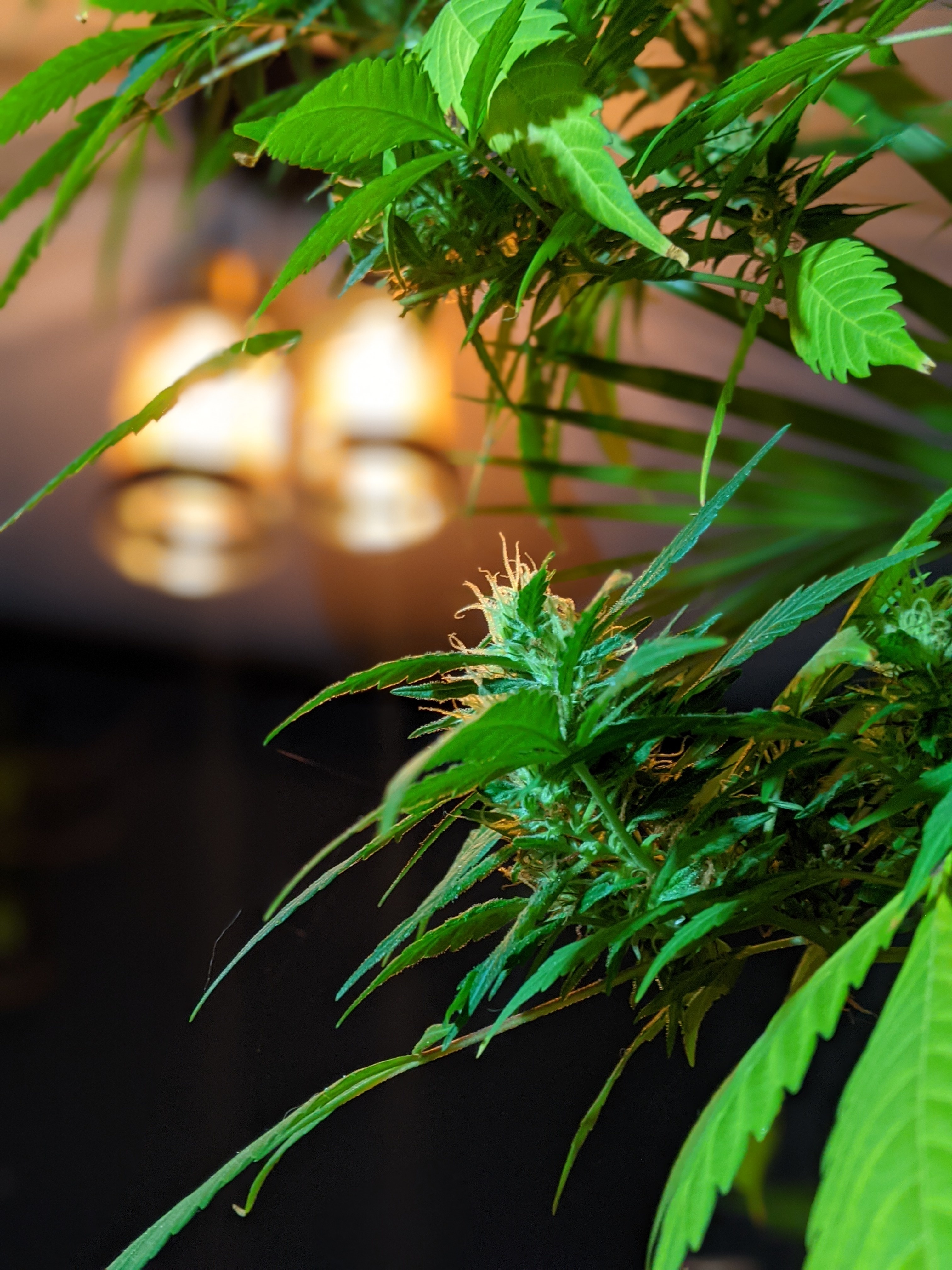 Es un secreto OnlyFans header