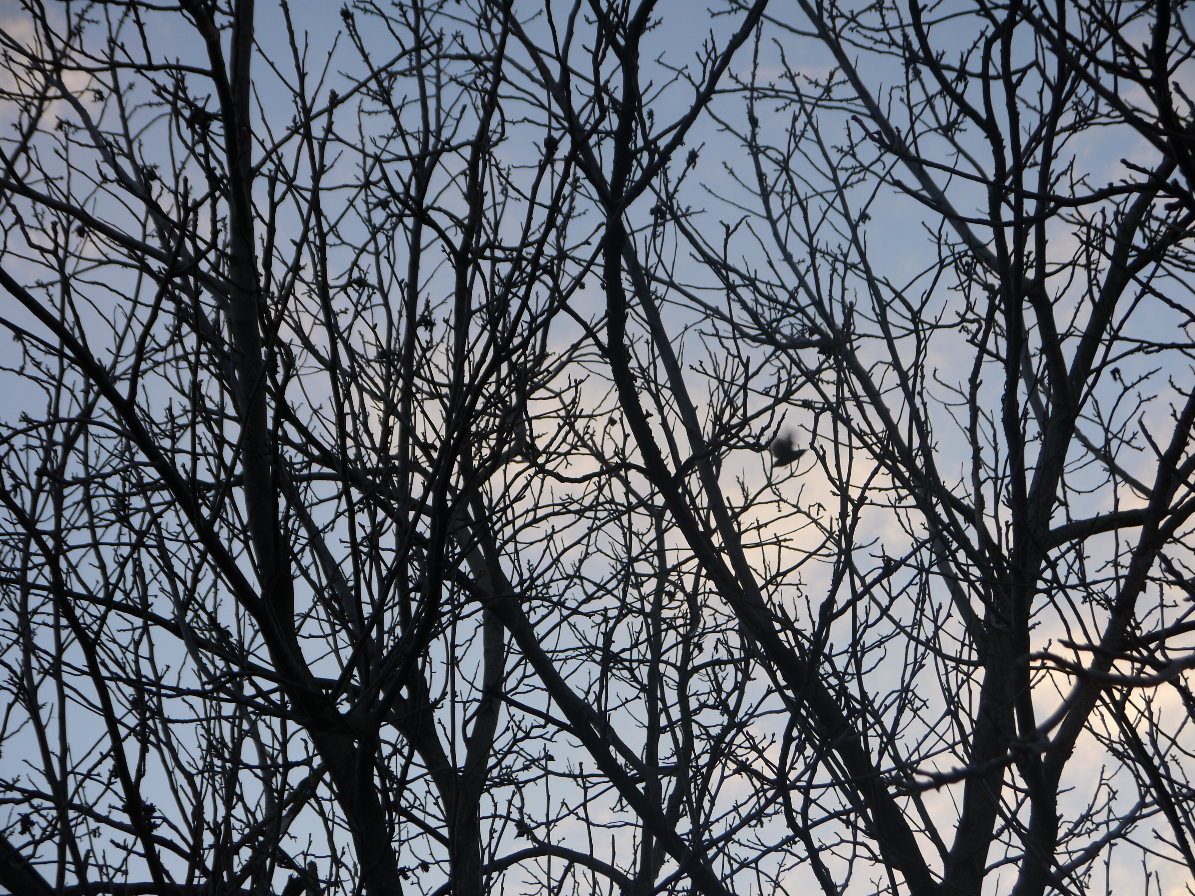 Saboda OnlyFans header