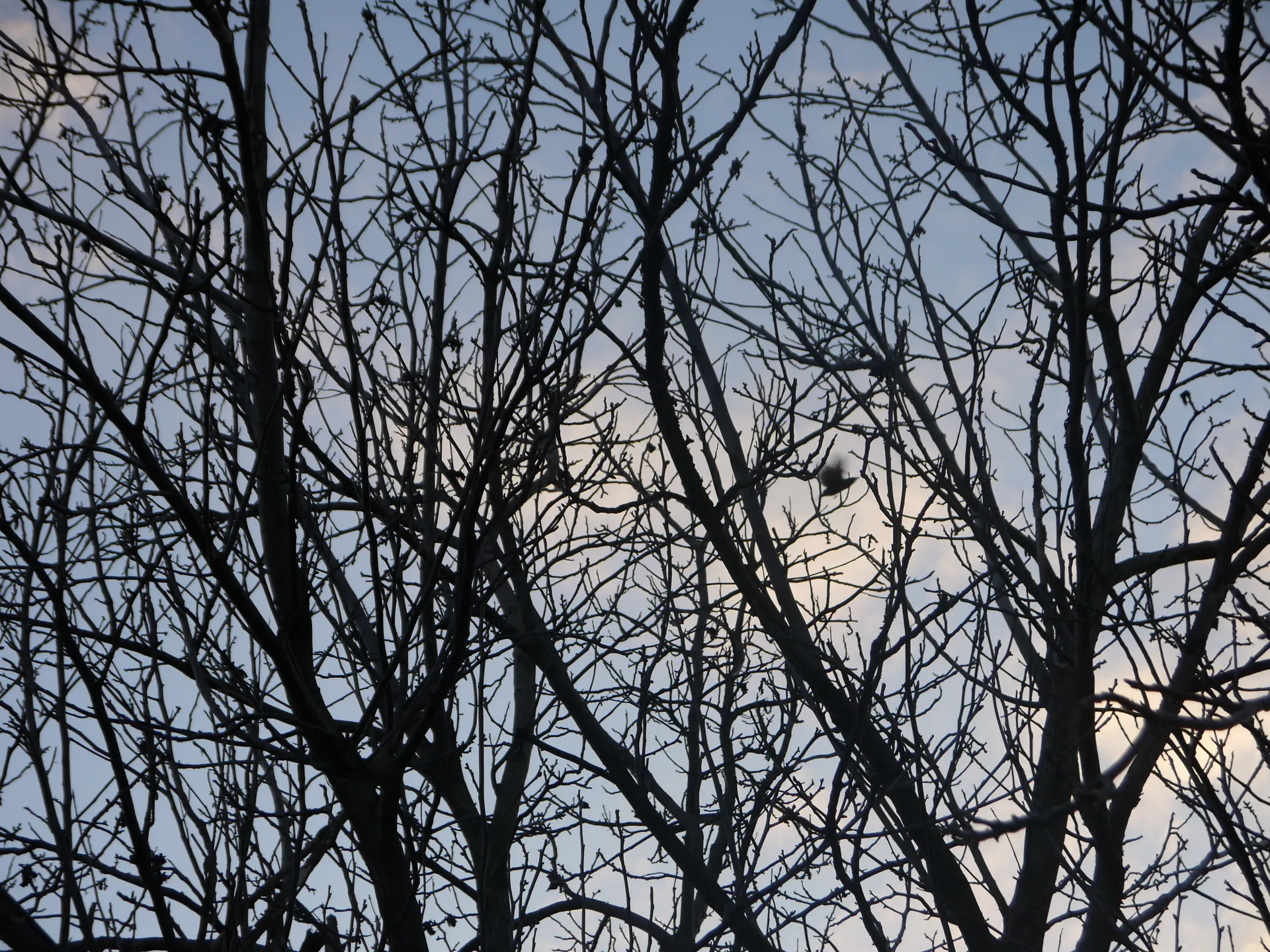 Saboda OnlyFans header