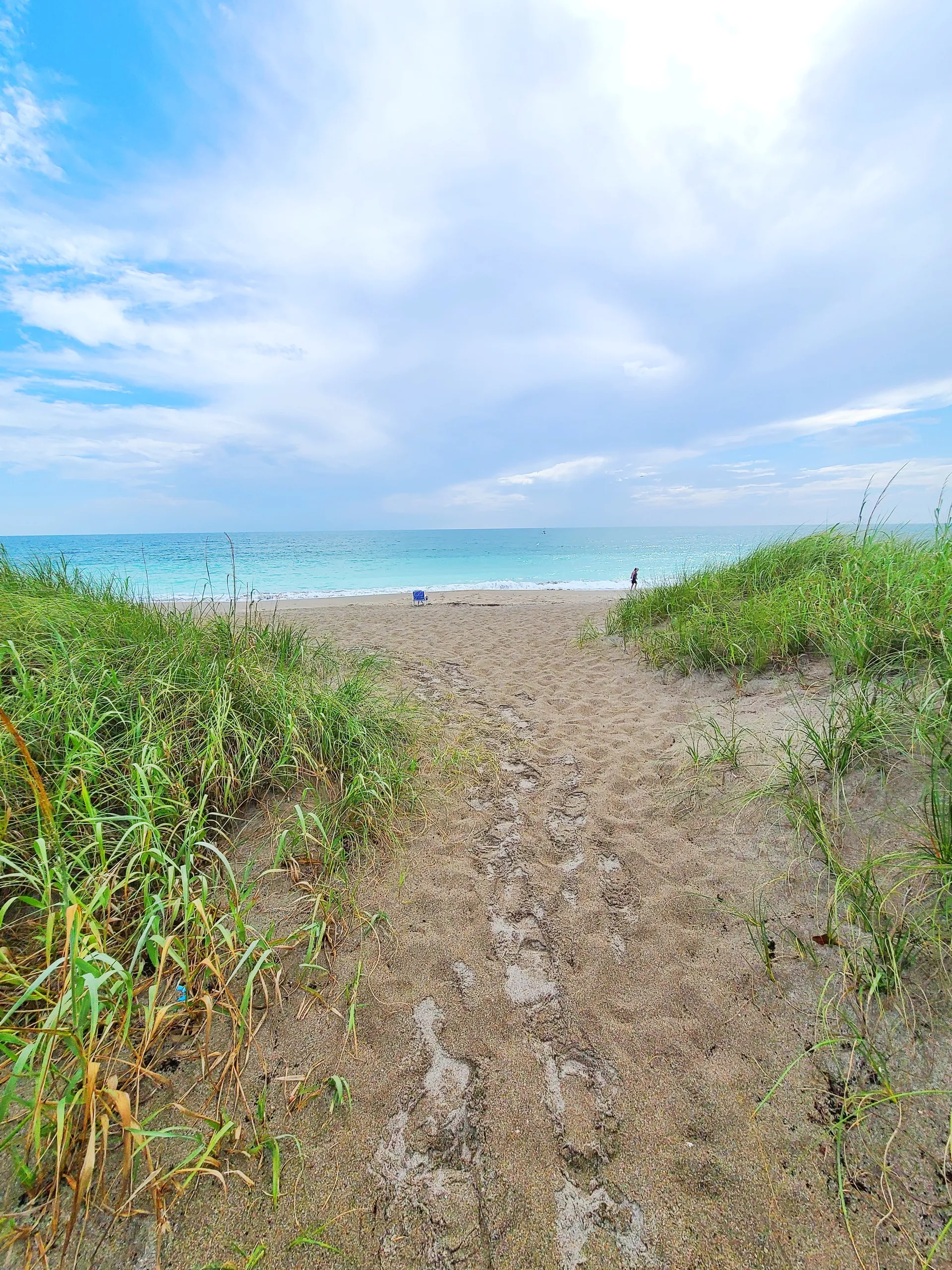 Salty Sea Cow Art OnlyFans header