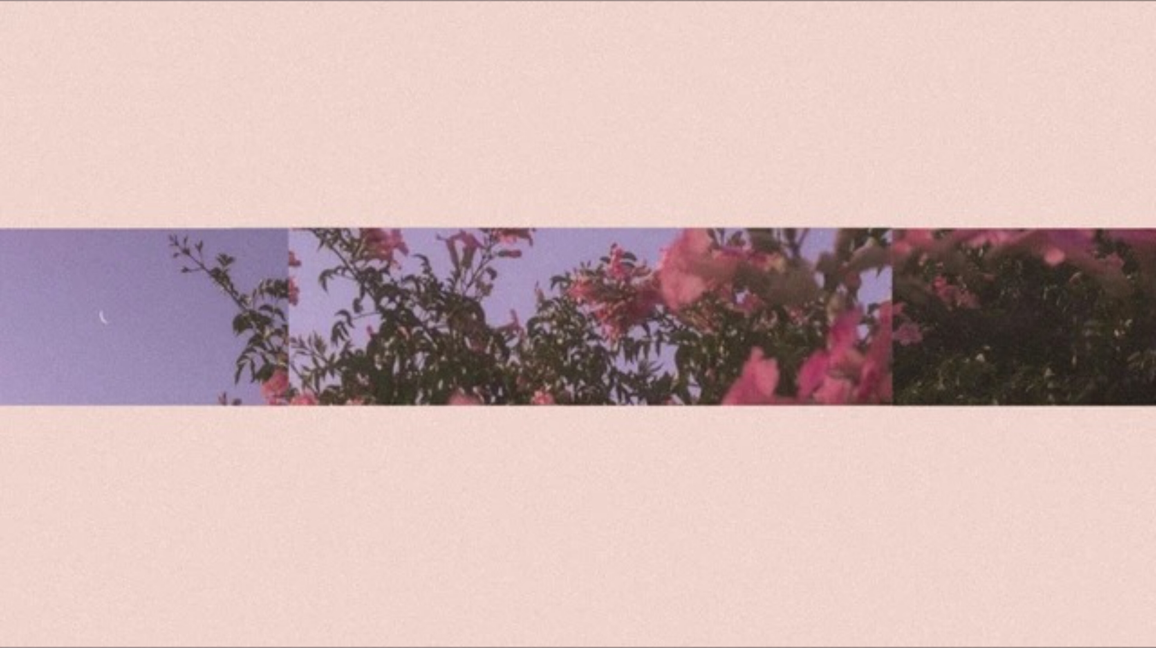 Sasha King 👑 OnlyFans header