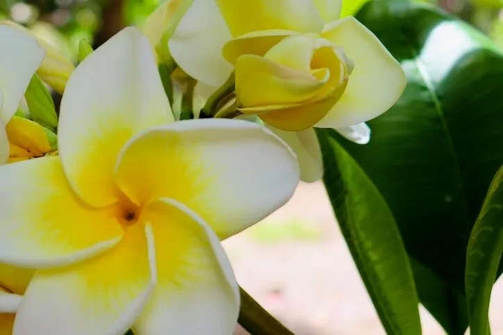 Selena Sol OnlyFans header