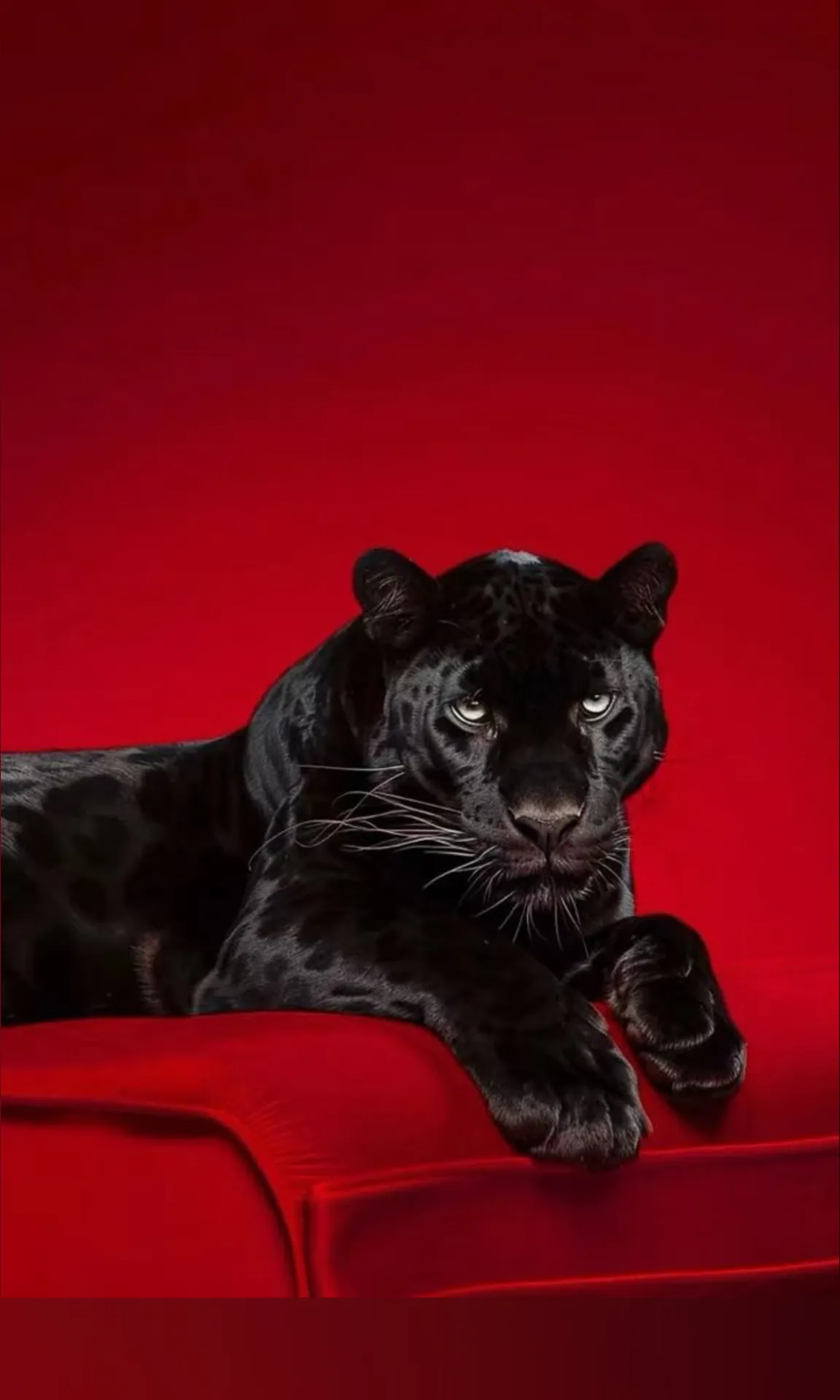 Li cover