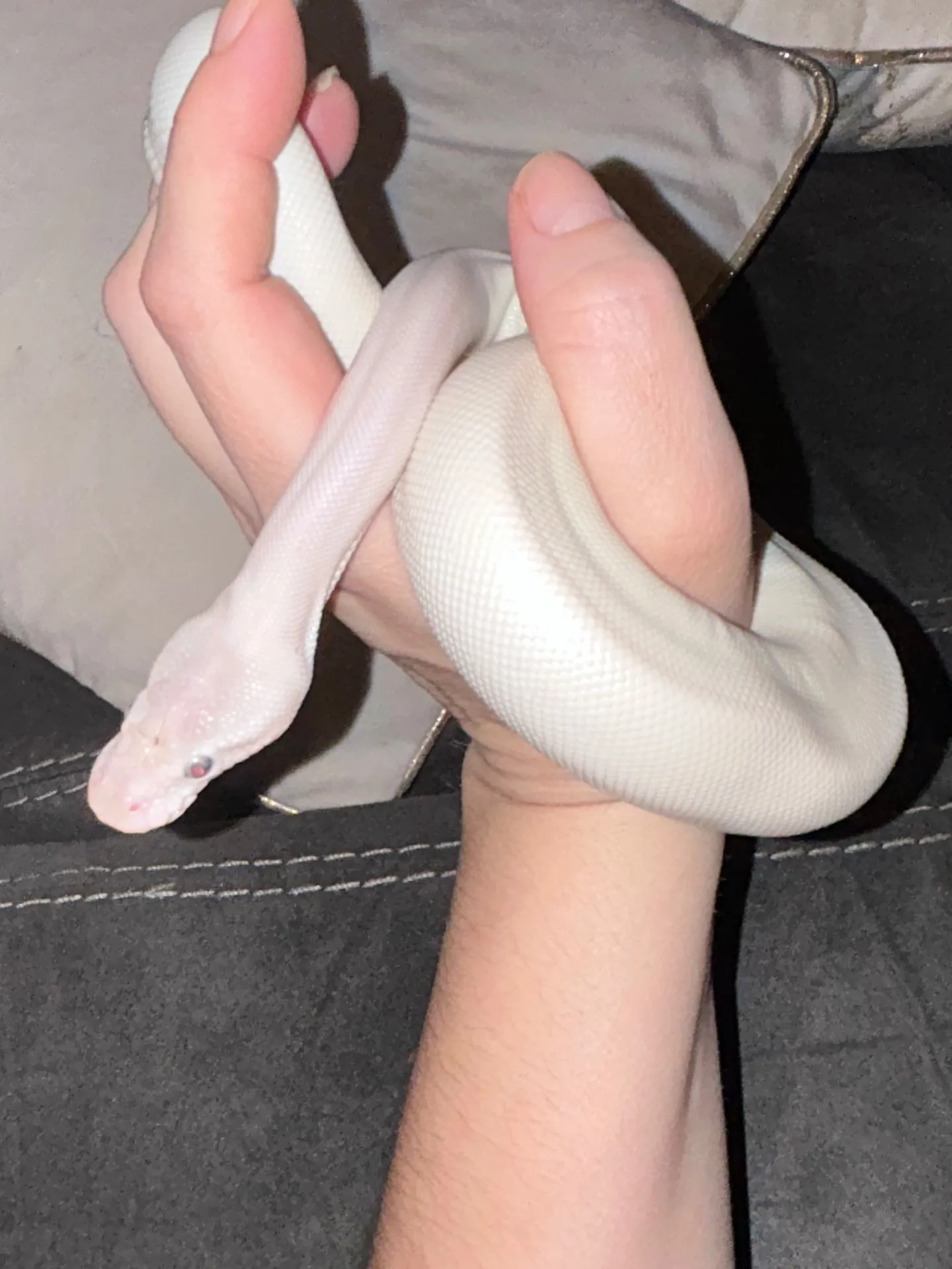 SeXXXiiLolo OnlyFans header